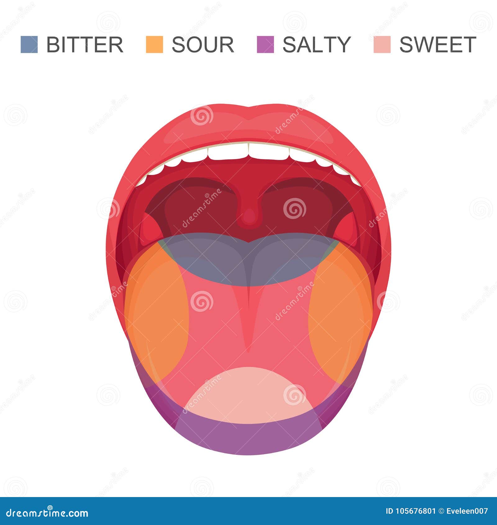Basic Taste Areas on Human Tongue, Sour, Sweet, Bitter and Salty. Stock ...