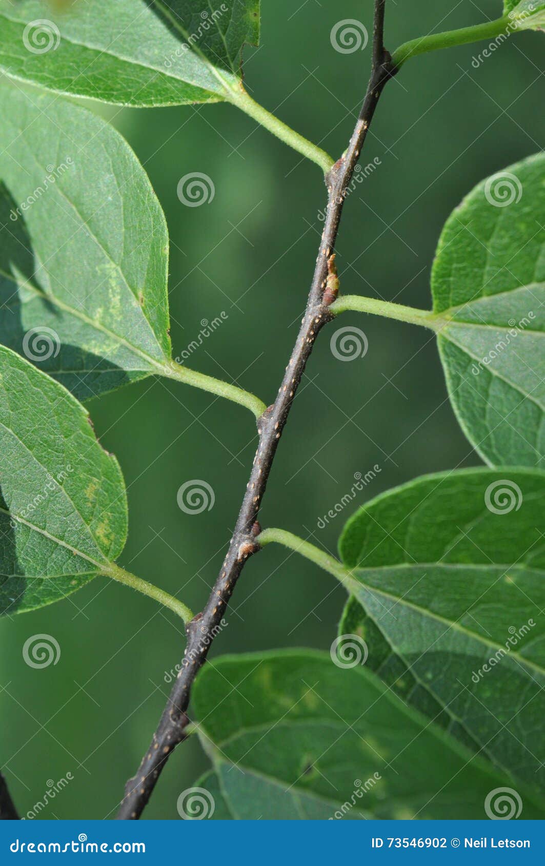 basic tree identification: alternate leaf arrangement