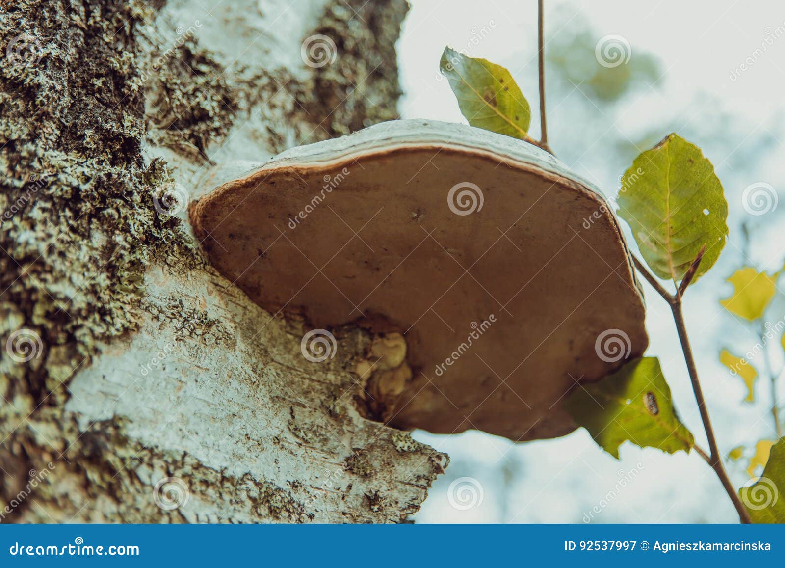 basidiomycota mushroom growing on the tree