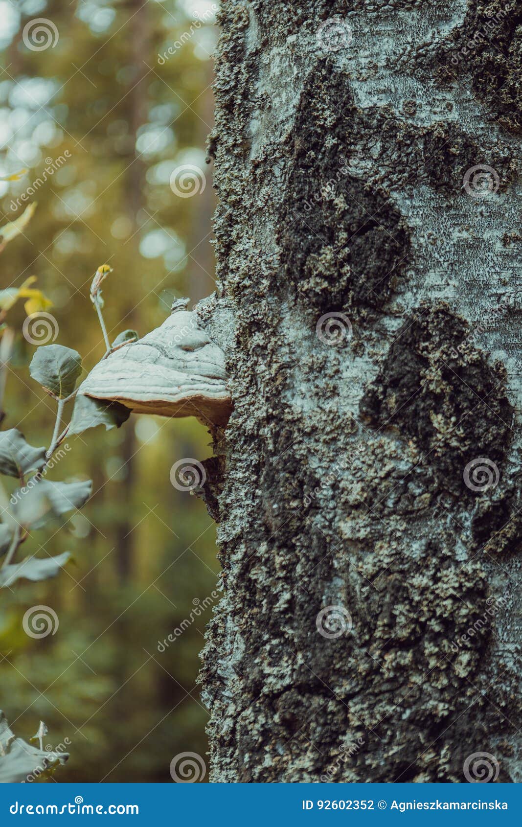 basidiomycota mushroom growing on the tree