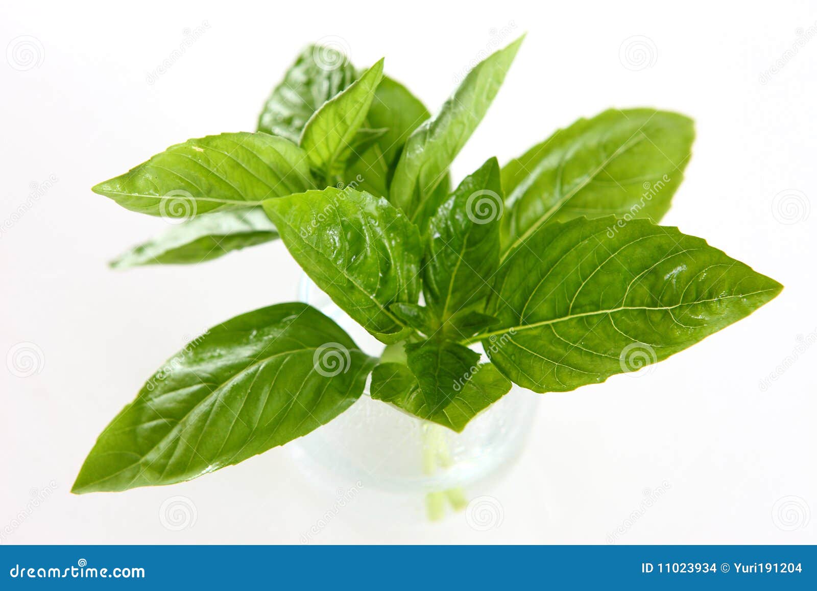 basil