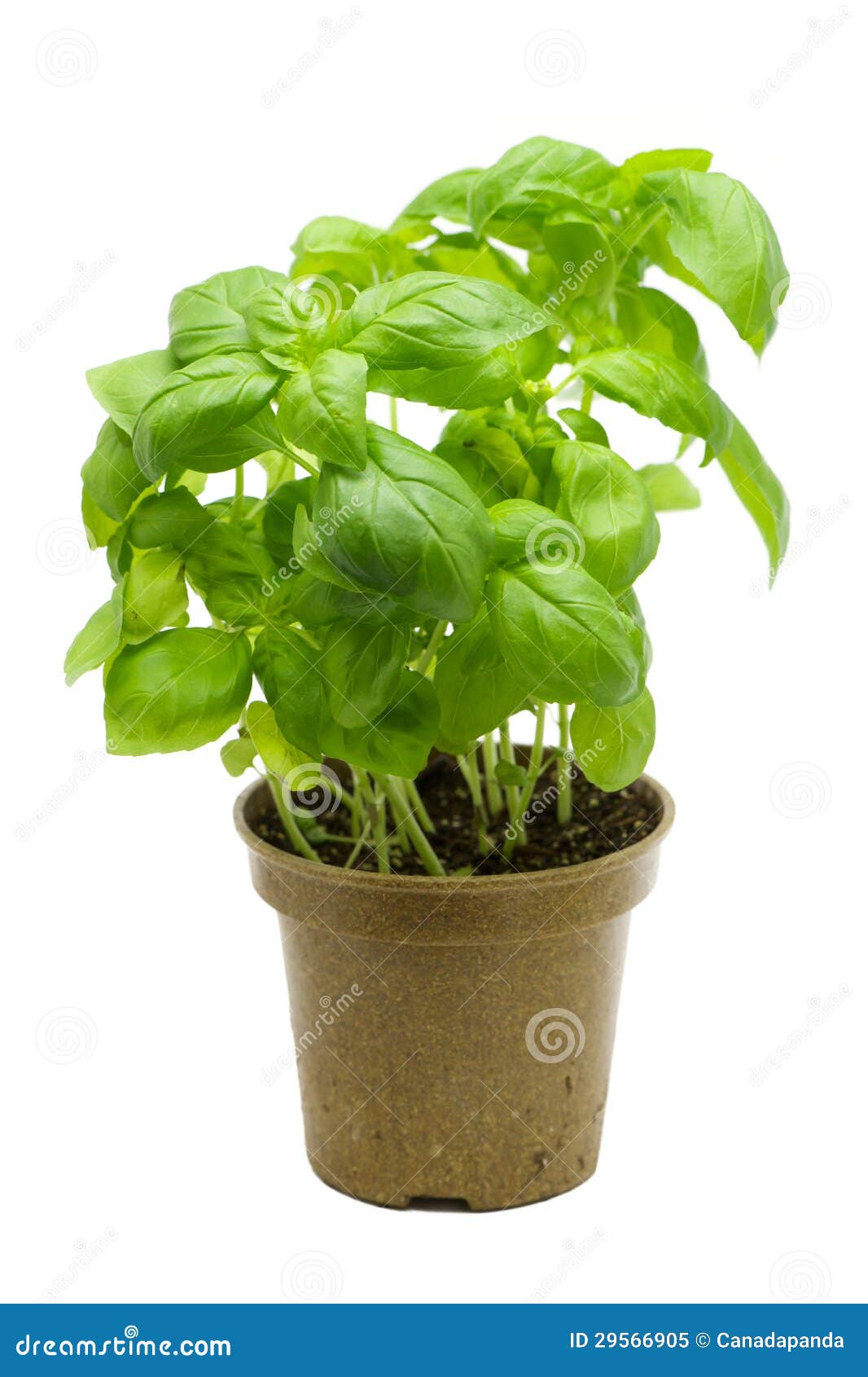 Basil stock image. Image of sauce, mediterranean, italian 29566905