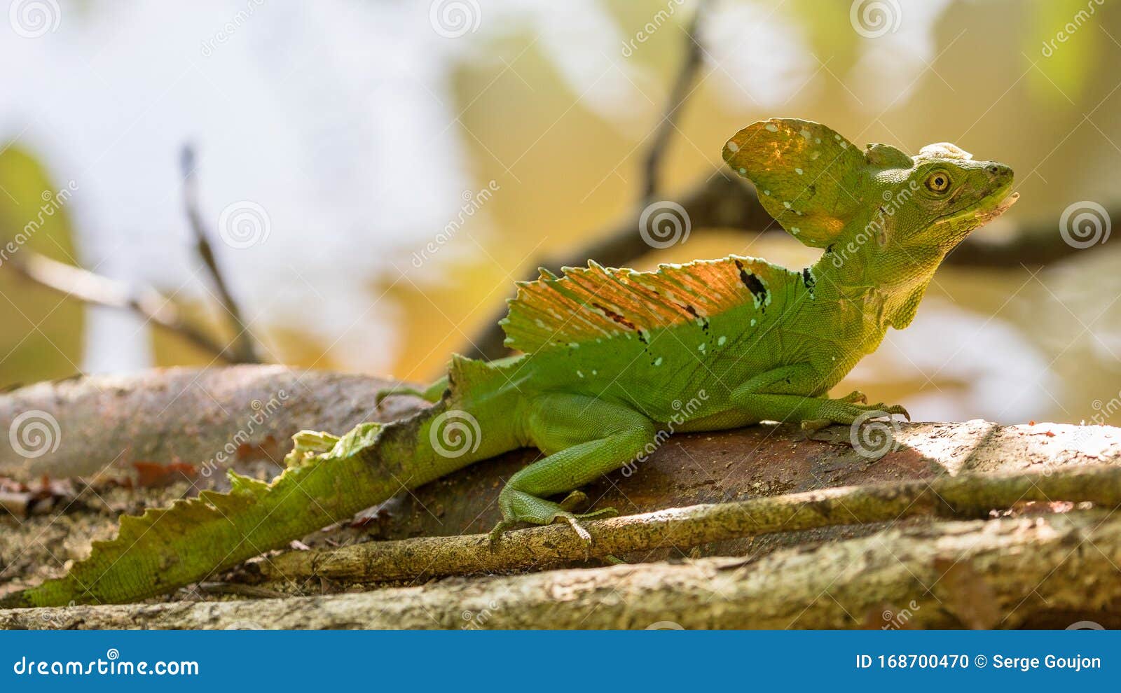 green basilisk lizard running on water