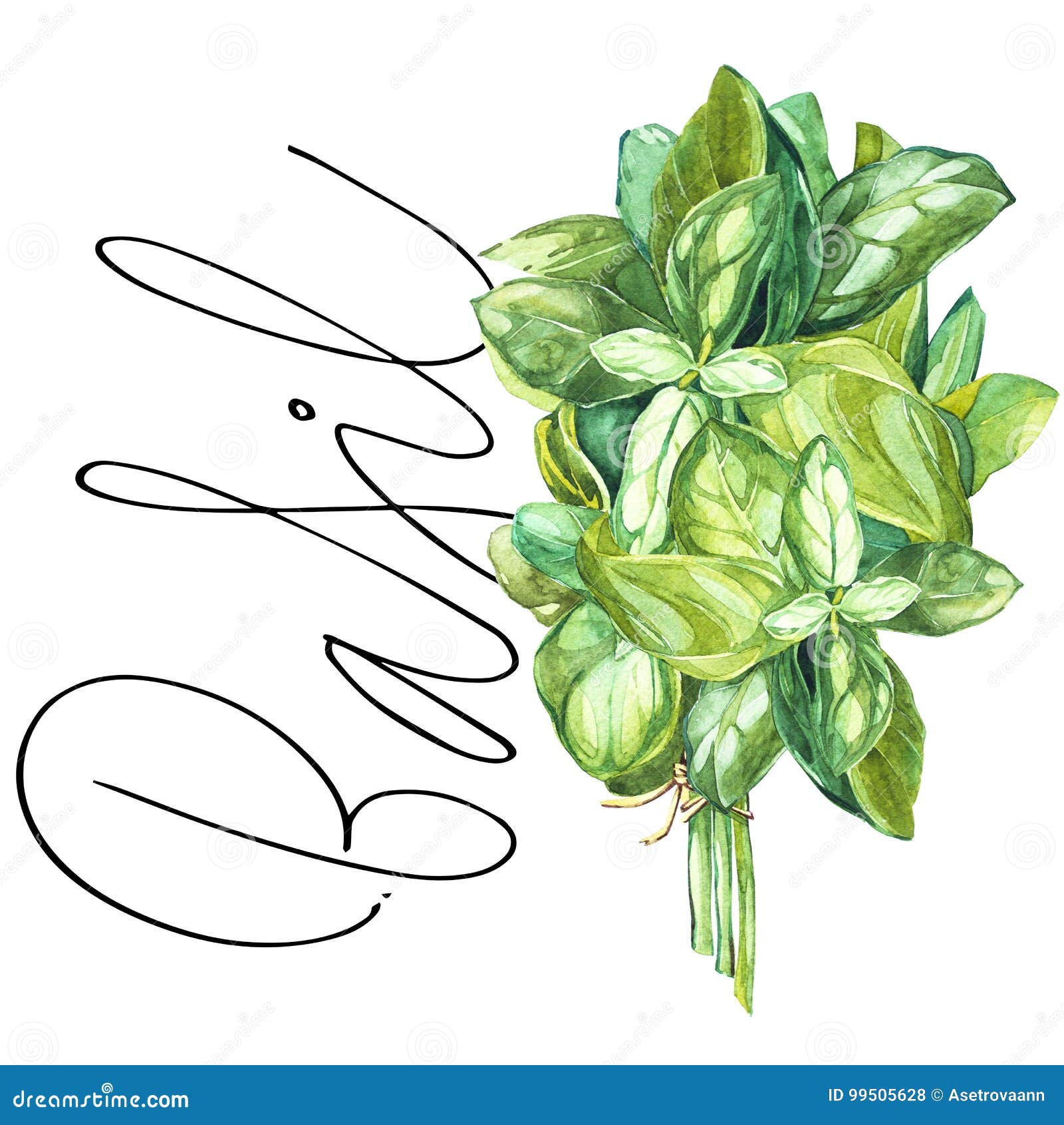 Basil. Botanical Drawing of a Basil Leaver. Watercolor Beautiful