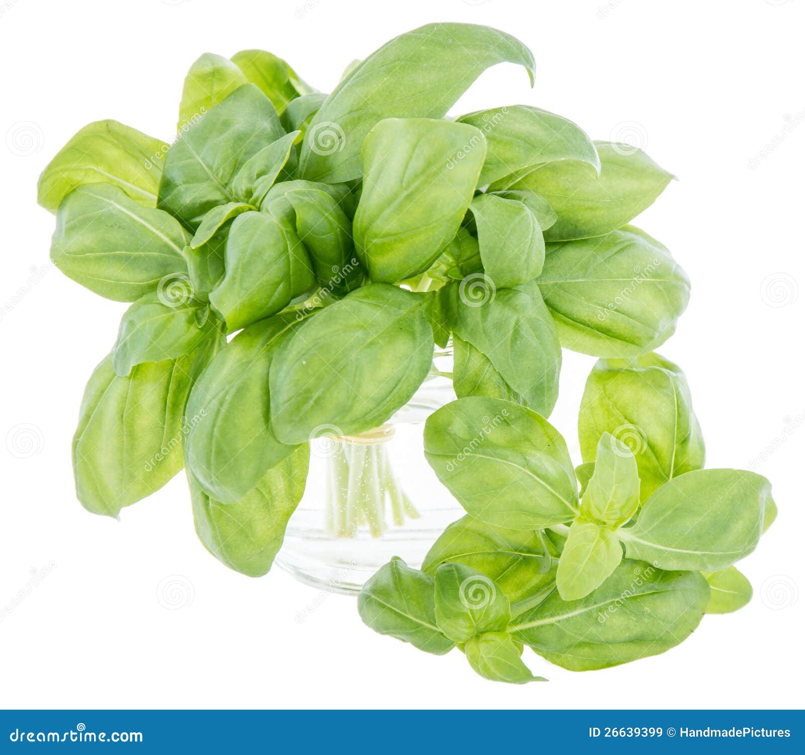 Basil Bunch Isolated On White Stock Image - Image of vegetable, macro