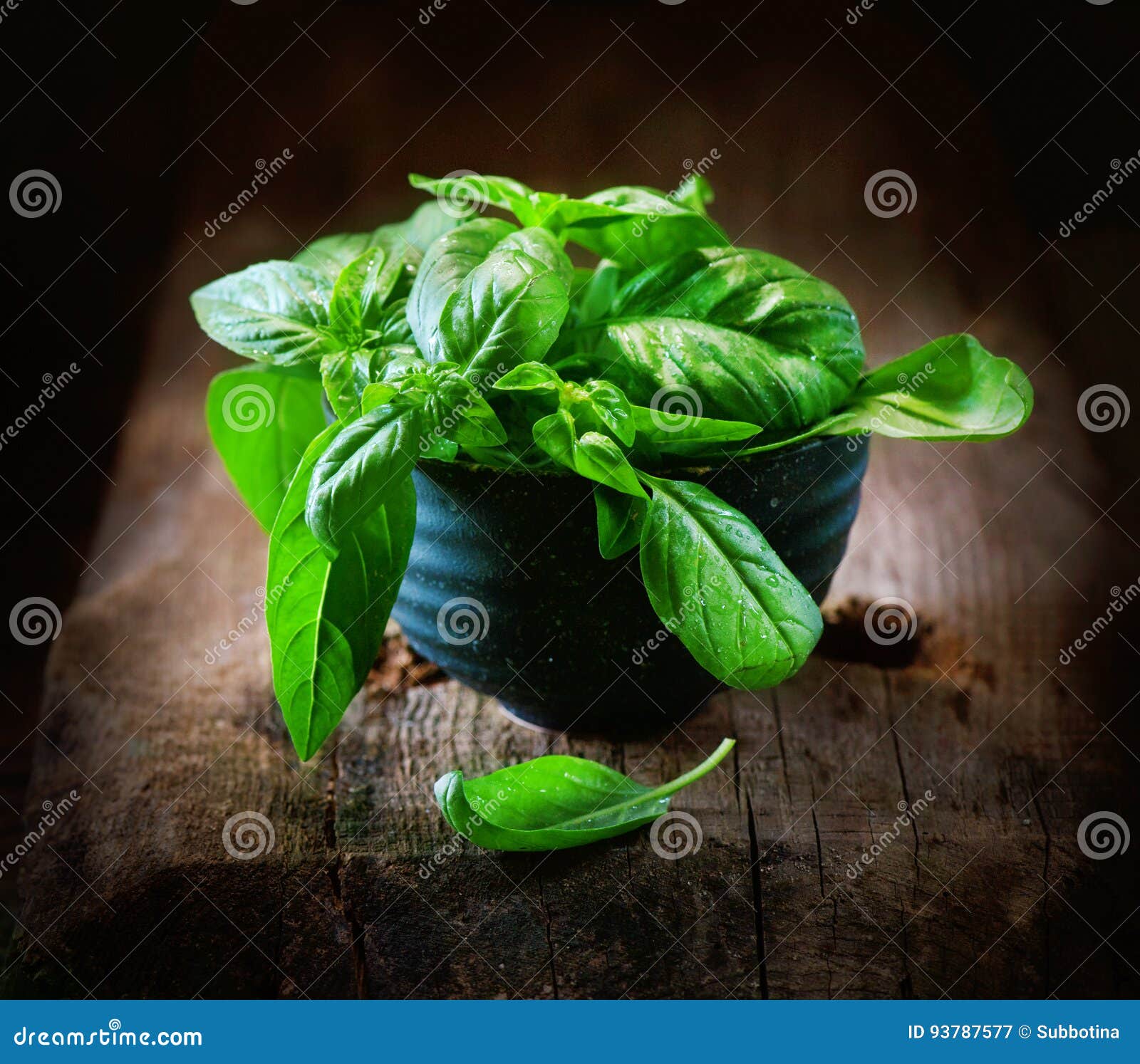 Basil. Closeup of Fresh Basil Leaves in a Bowl Stock Image Image of