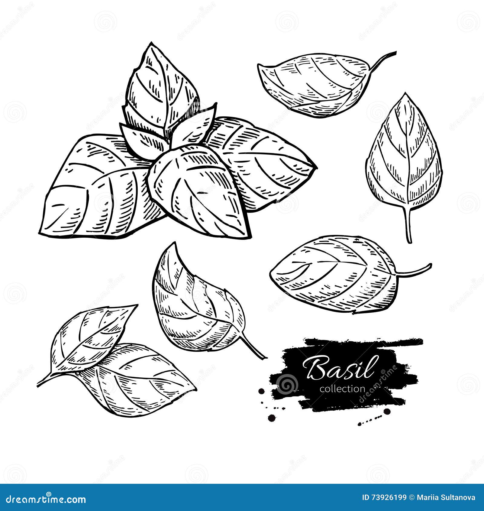 Basil Drawing Set. Isolated Plant with Leaves Stock Vector ...