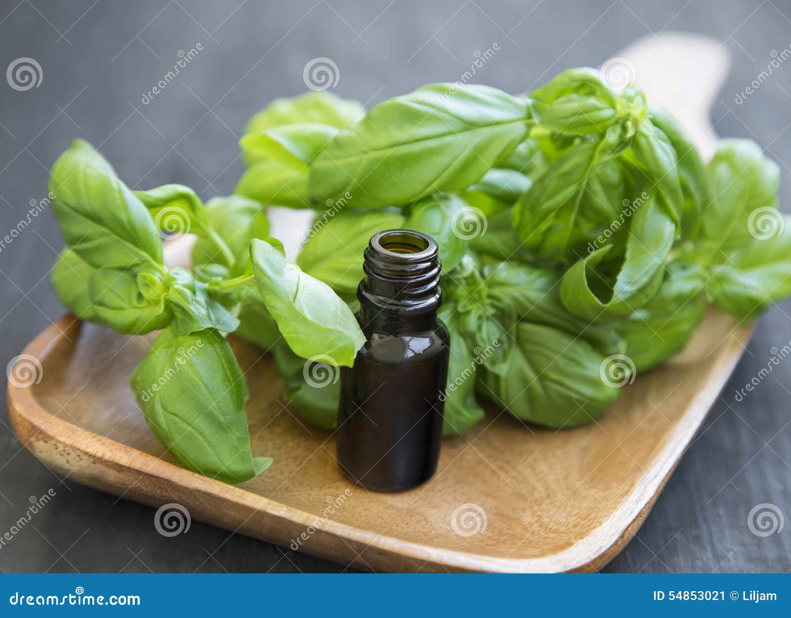 Basil Essential Oil in a Bottle with Basil Herb Leaves Stock Image