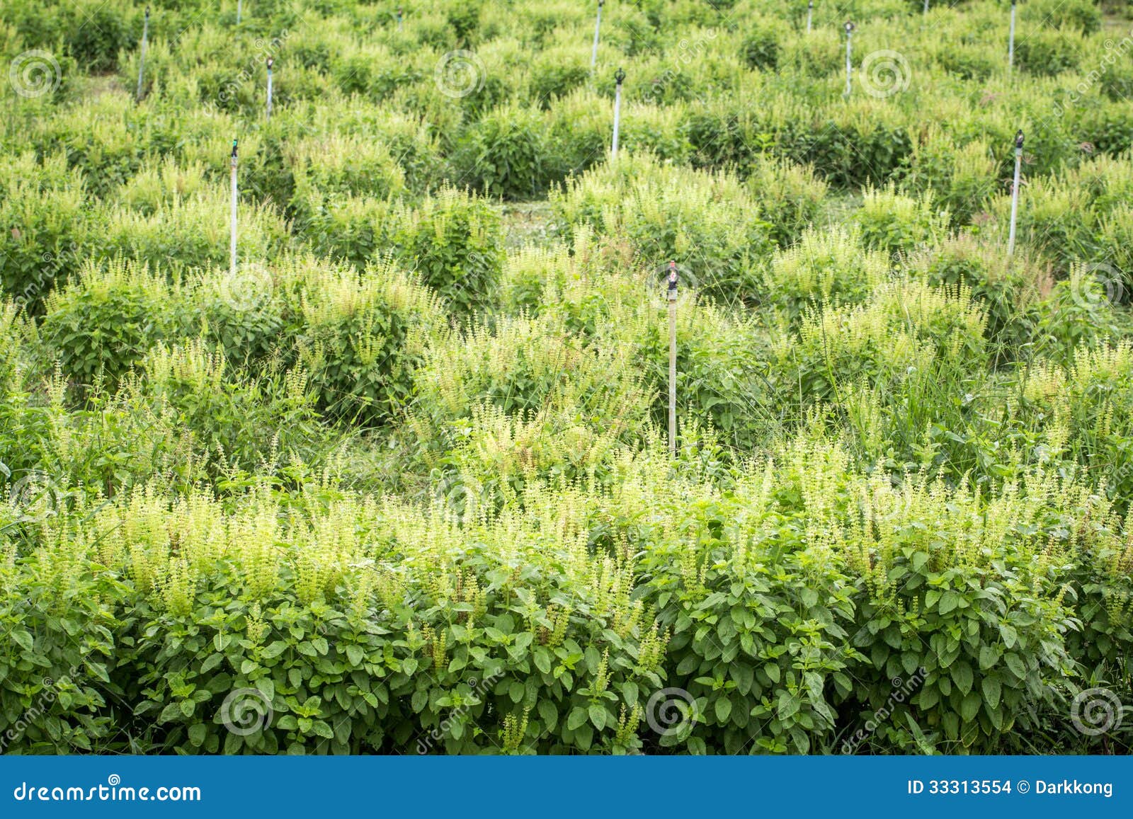 Basil farming stock photo. Image of basil, garden, nature 33313554