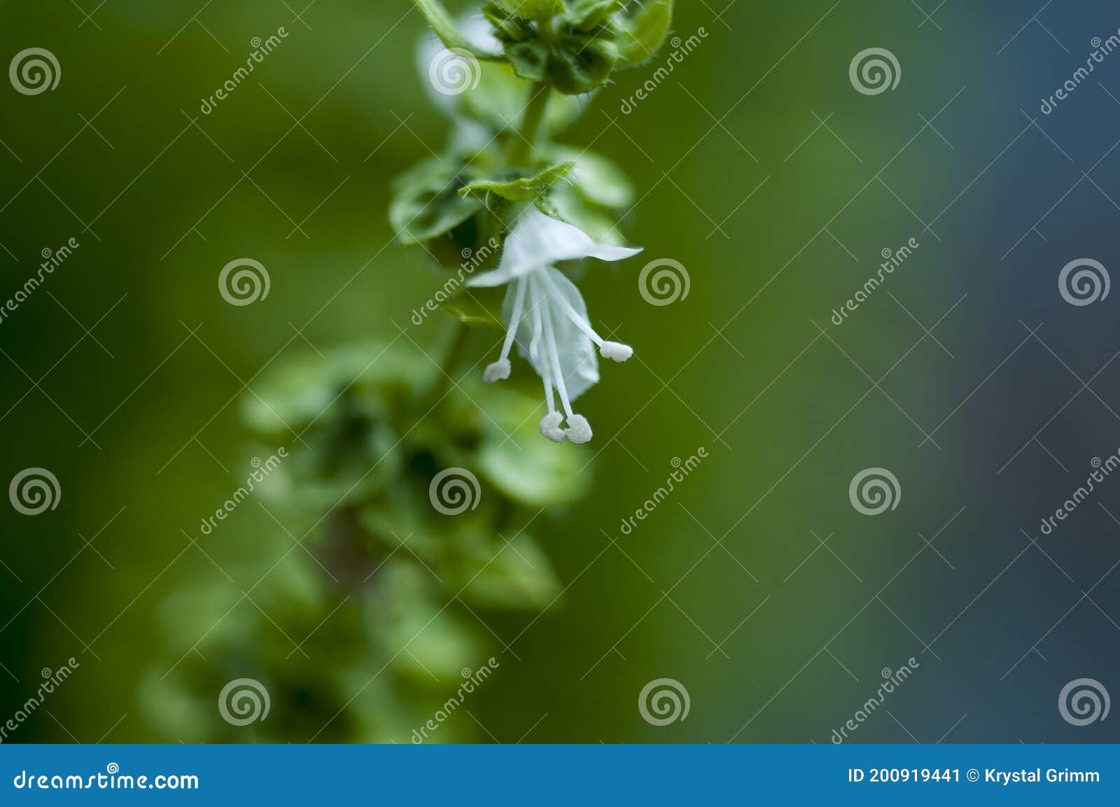 Basil flower blooming stock image. Image of blossom 200919441
