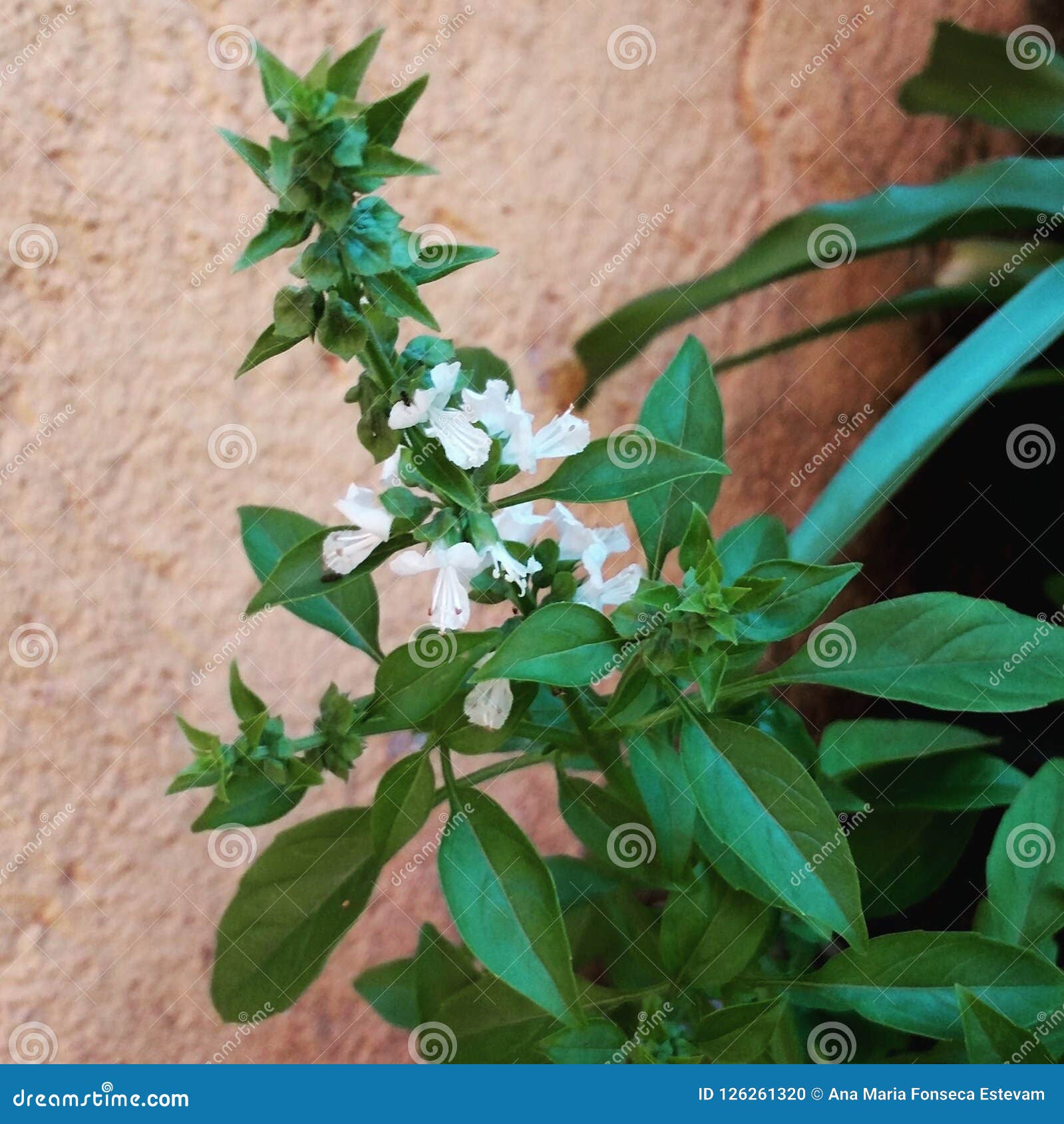 basil with flower