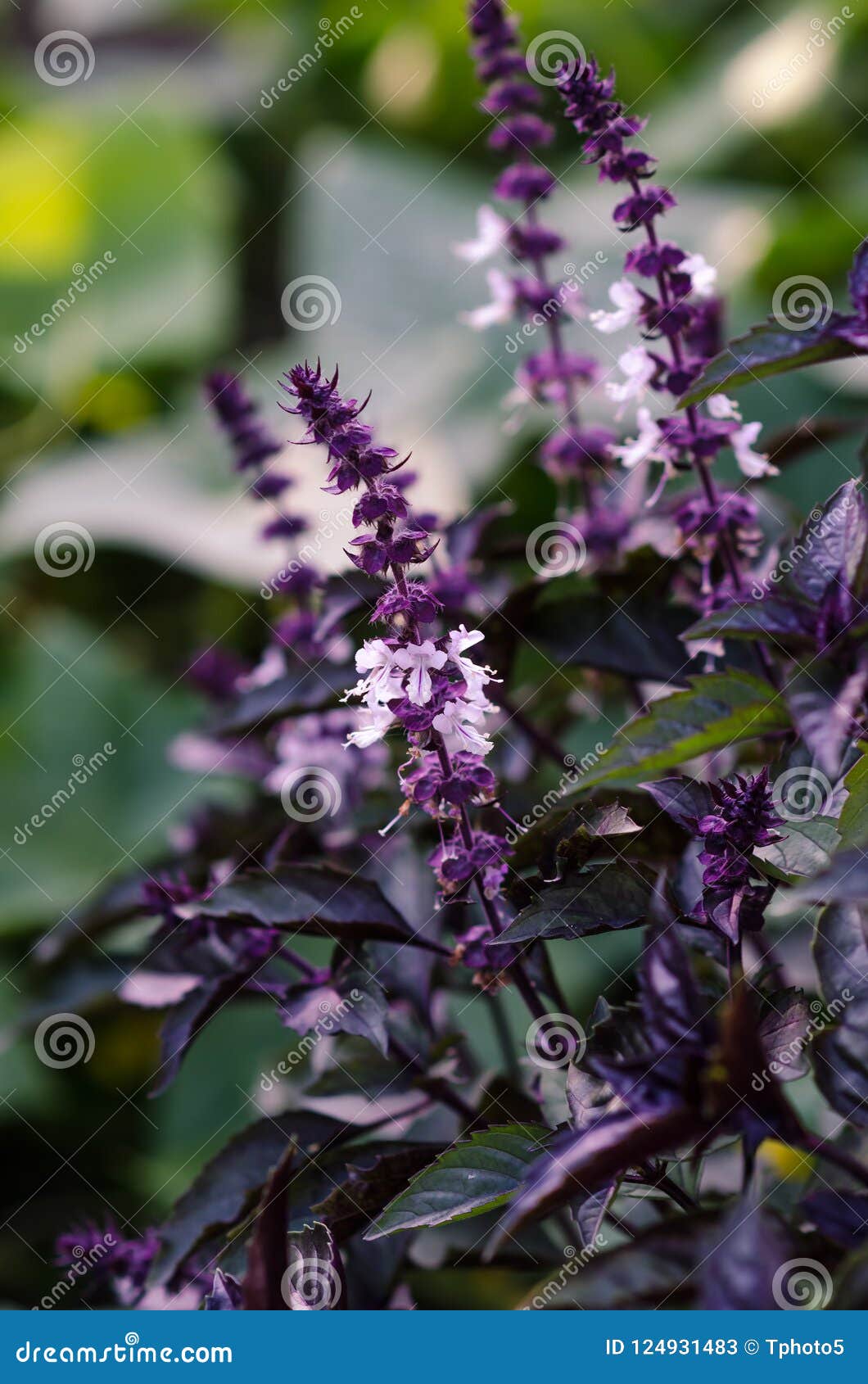 Basil Flowers are Blooming in Garden Stock Image Image of medical