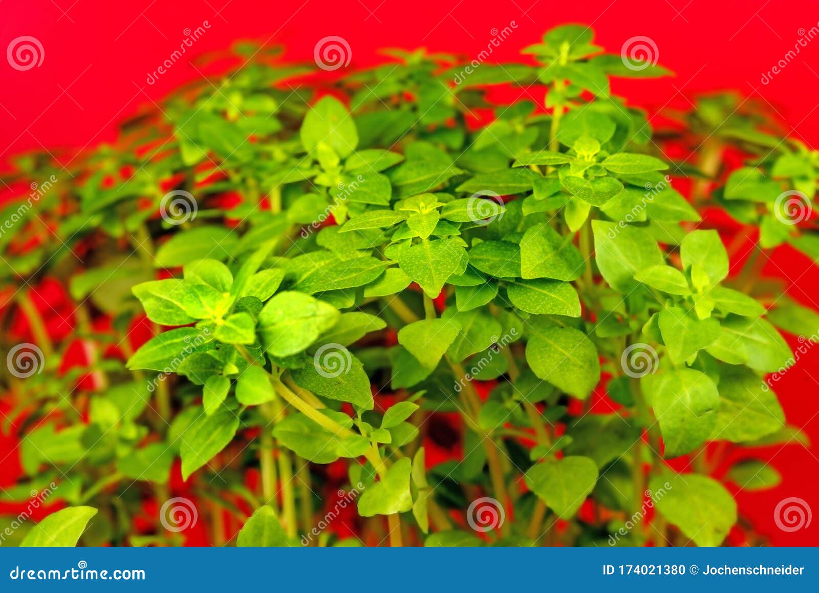 Basil, Fresh Herb in Spring Stock Photo Image of nature, garden
