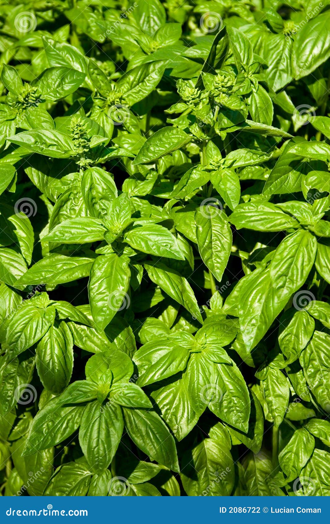 Basil Fresh Plants , Spices Stock Photo Image of ingredient, aroma