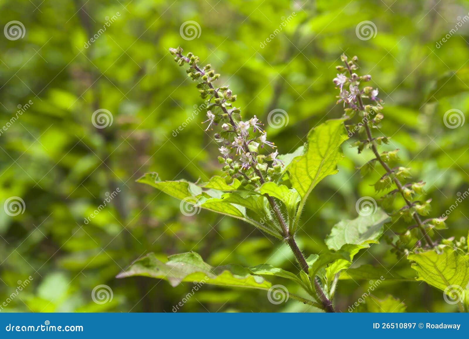 Basil in garden stock image. Image of enclosure, orchard 26510897
