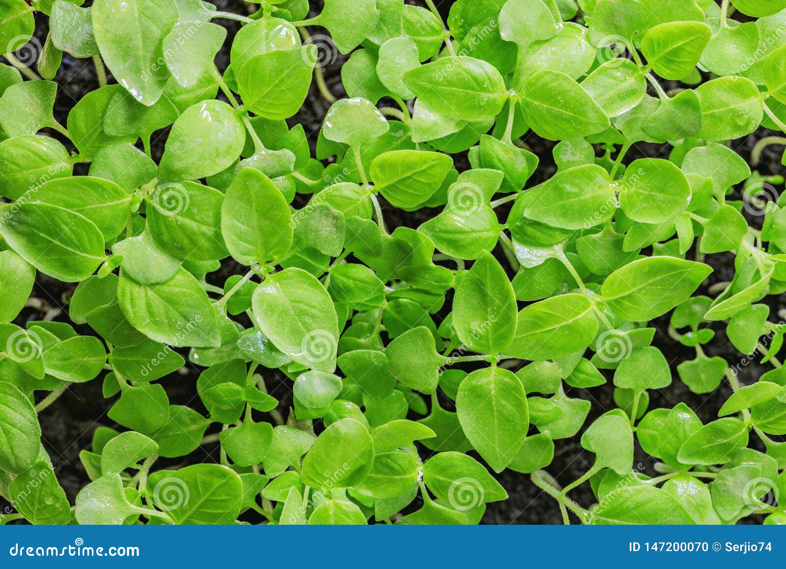 Basil on the garden bed. stock photo. Image of garden 147200070
