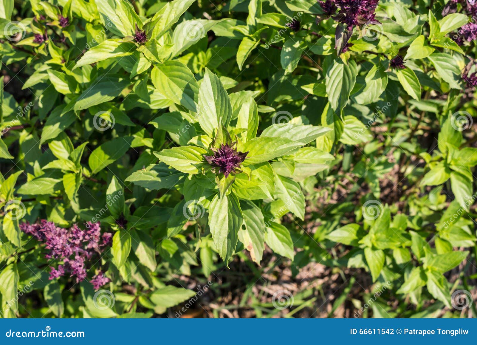 Basil garden stock photo. Image of nature, green, natural 66611542
