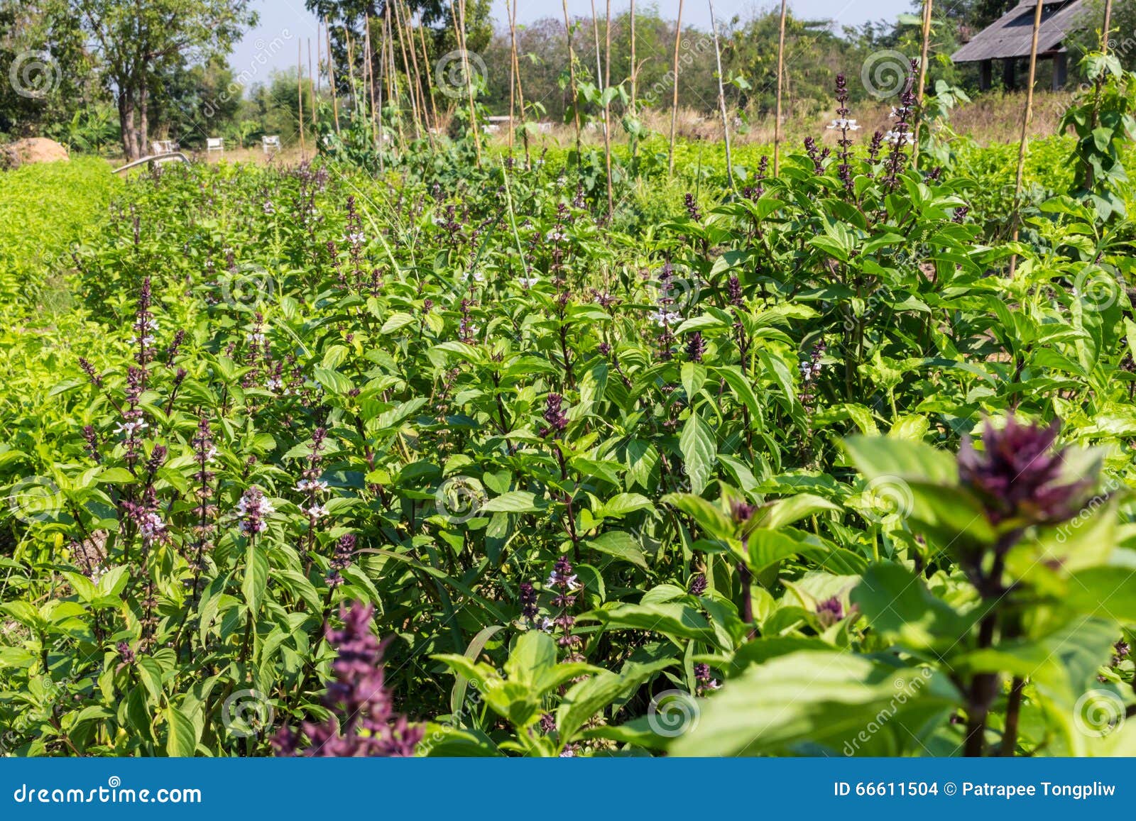 Basil garden stock photo. Image of growth, nutrition 66611504