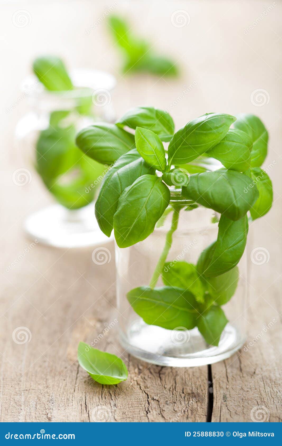 Basil in glass stock photo. Image of food, botanical 25888830