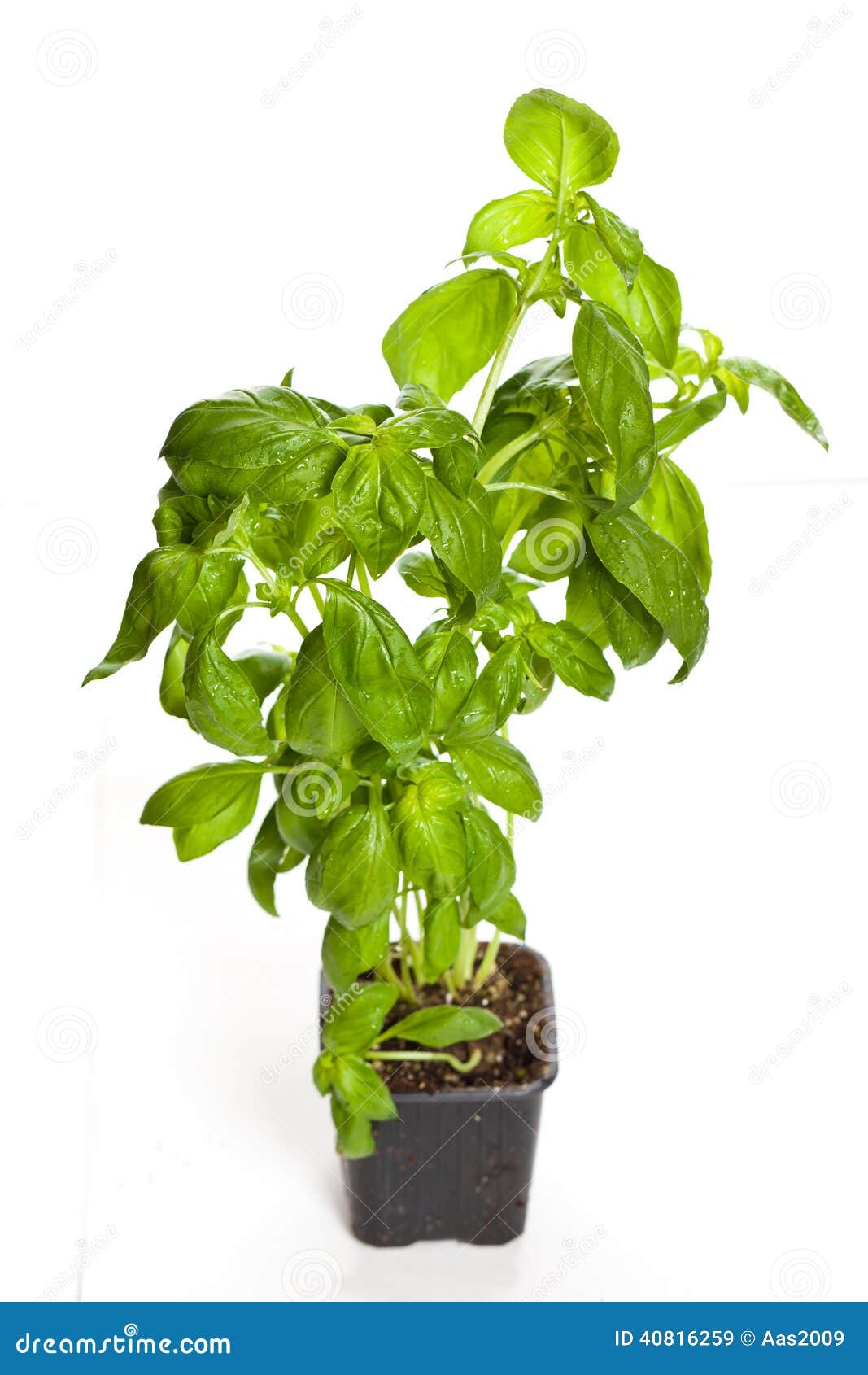 Basil stock image. Image of growing, plant, organic, health 40816259