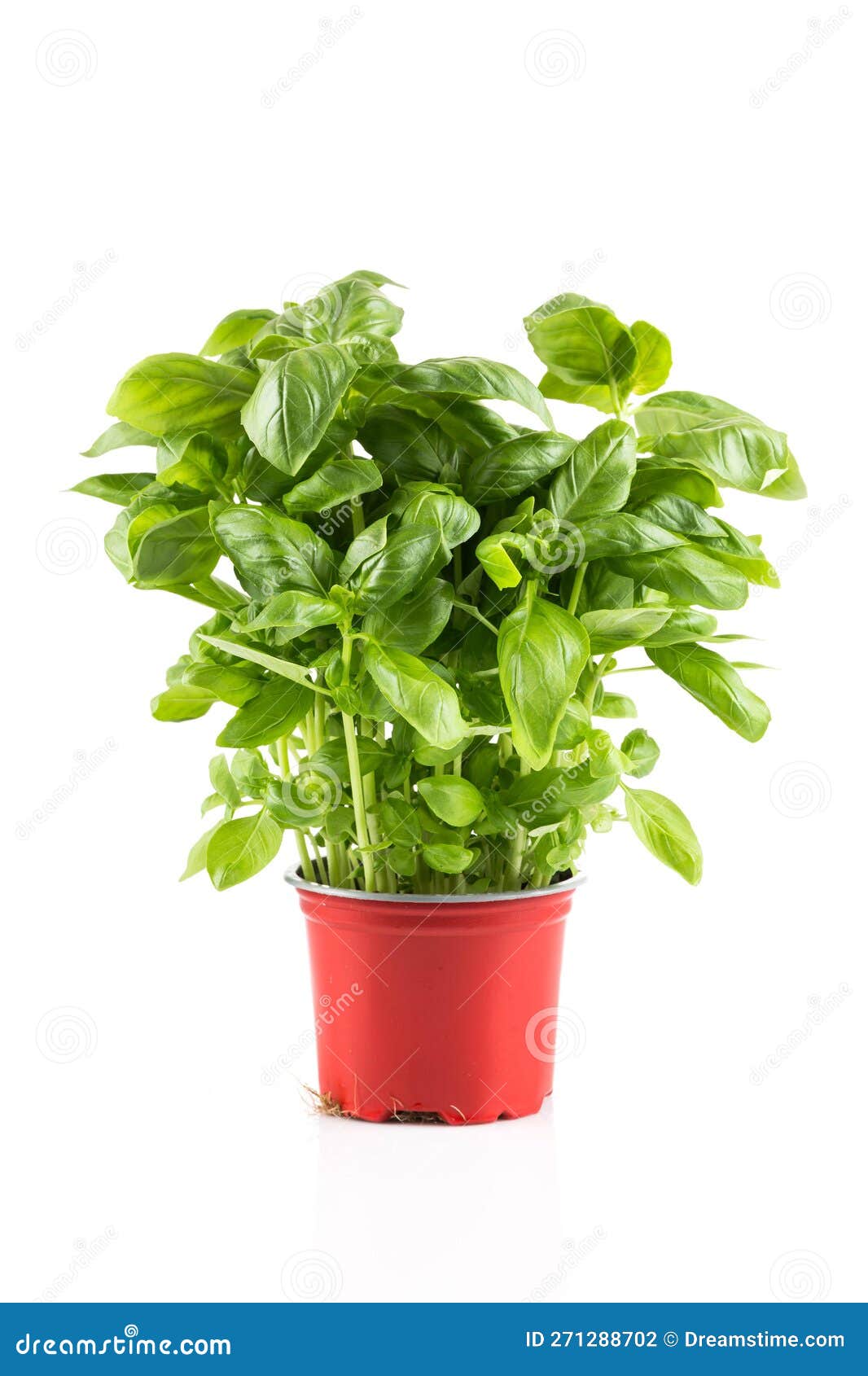 Basil growing in a pot stock photo. Image of garden 271288702