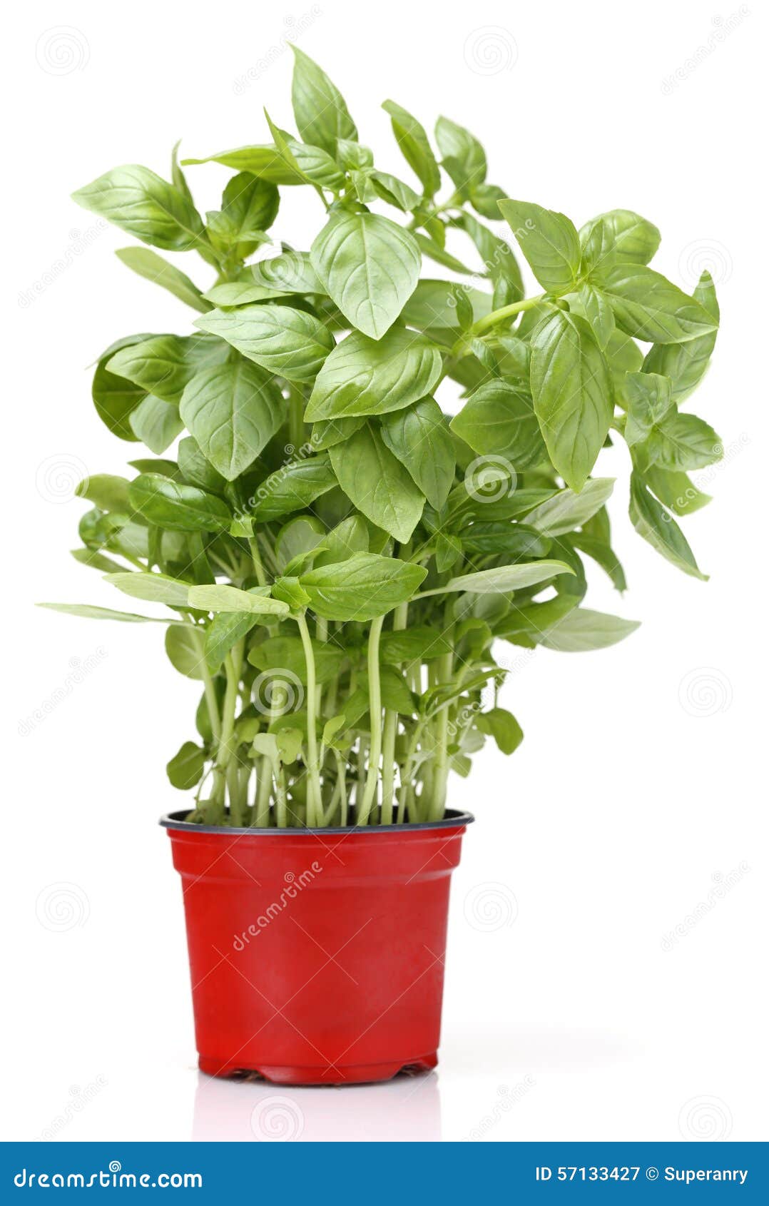 Basil growing in a pot stock image. Image of growing 57133427