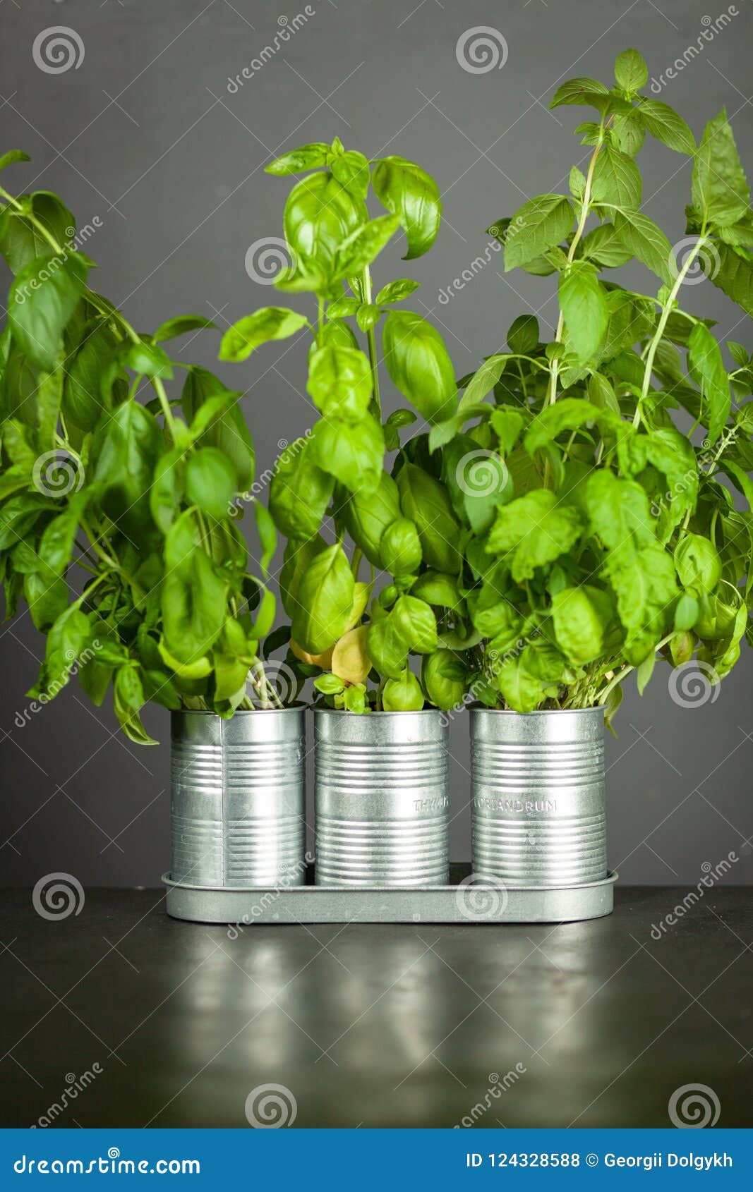 Basil growing in tin cans stock photo. Image of nature 124328588