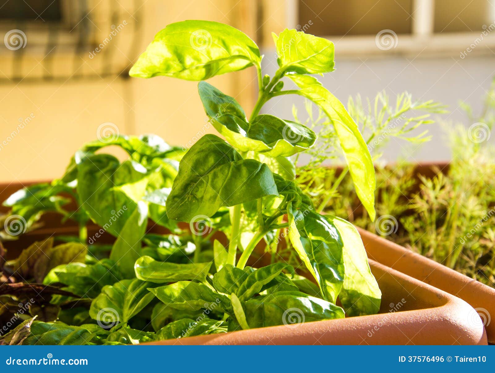 Basil herb stock photo. Image of garnish, harvest, biological 37576496