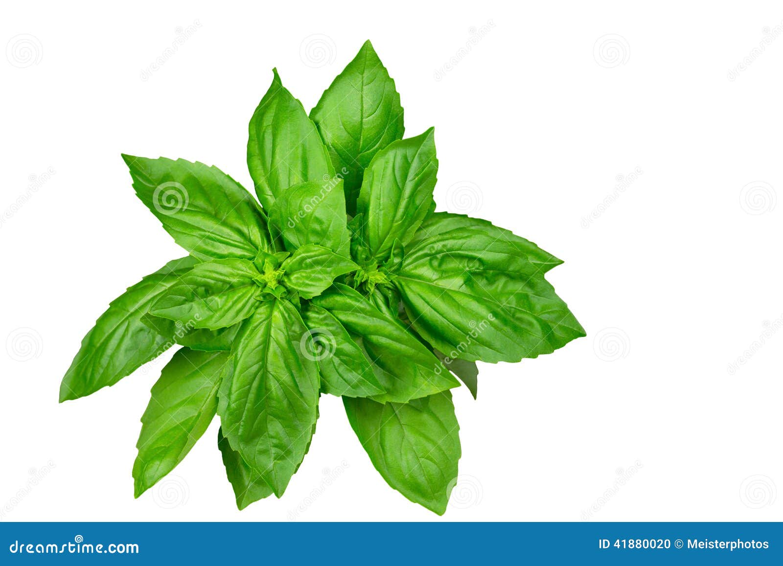 Basil Herb Bunch Isolated on White Stock Photo - Image of ingredient