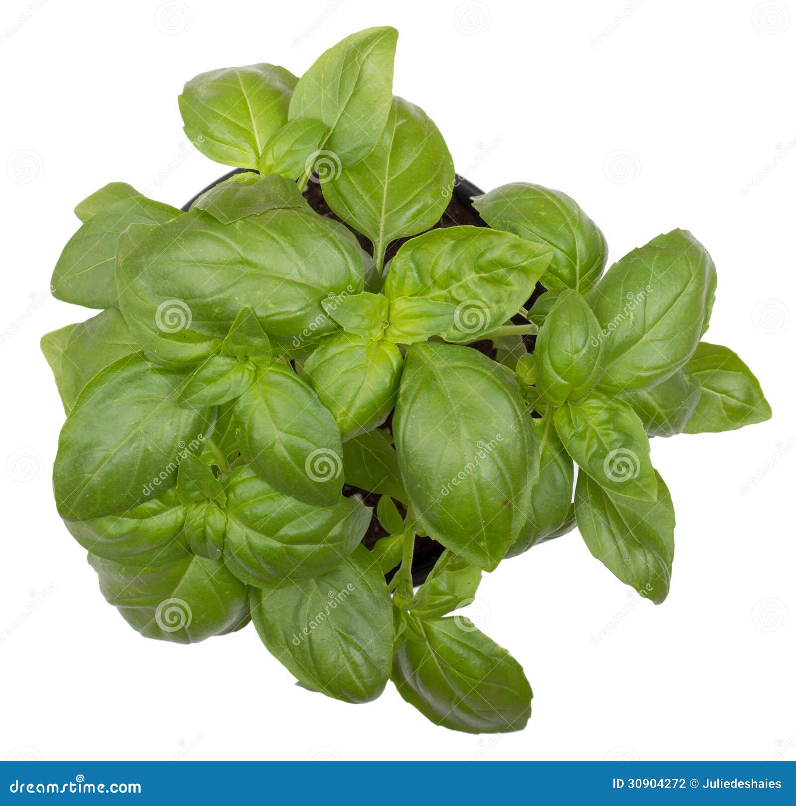 Basil herb plant stock photo. Image of basil, houseplant 30904272