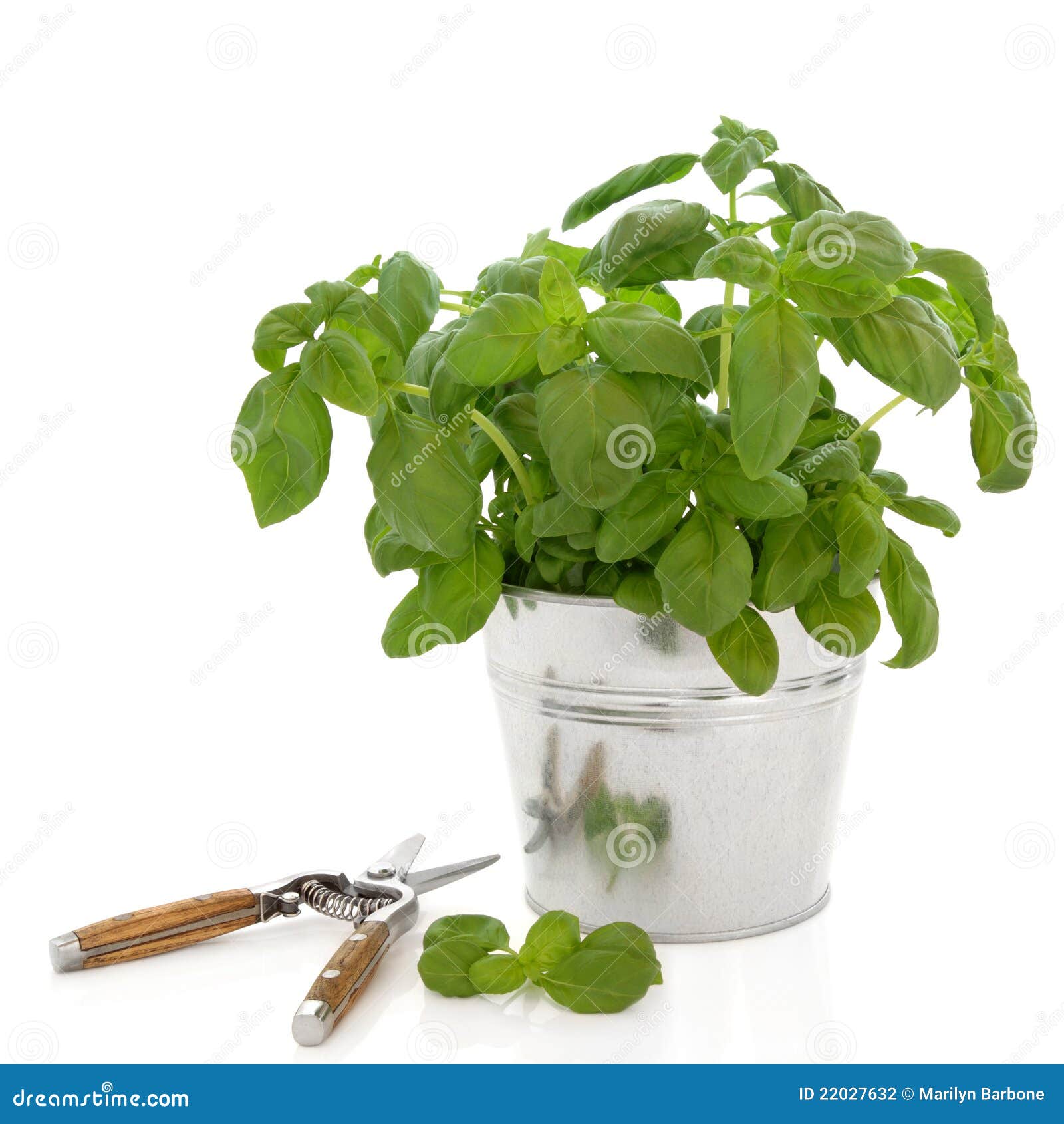 basil herb and secateurs