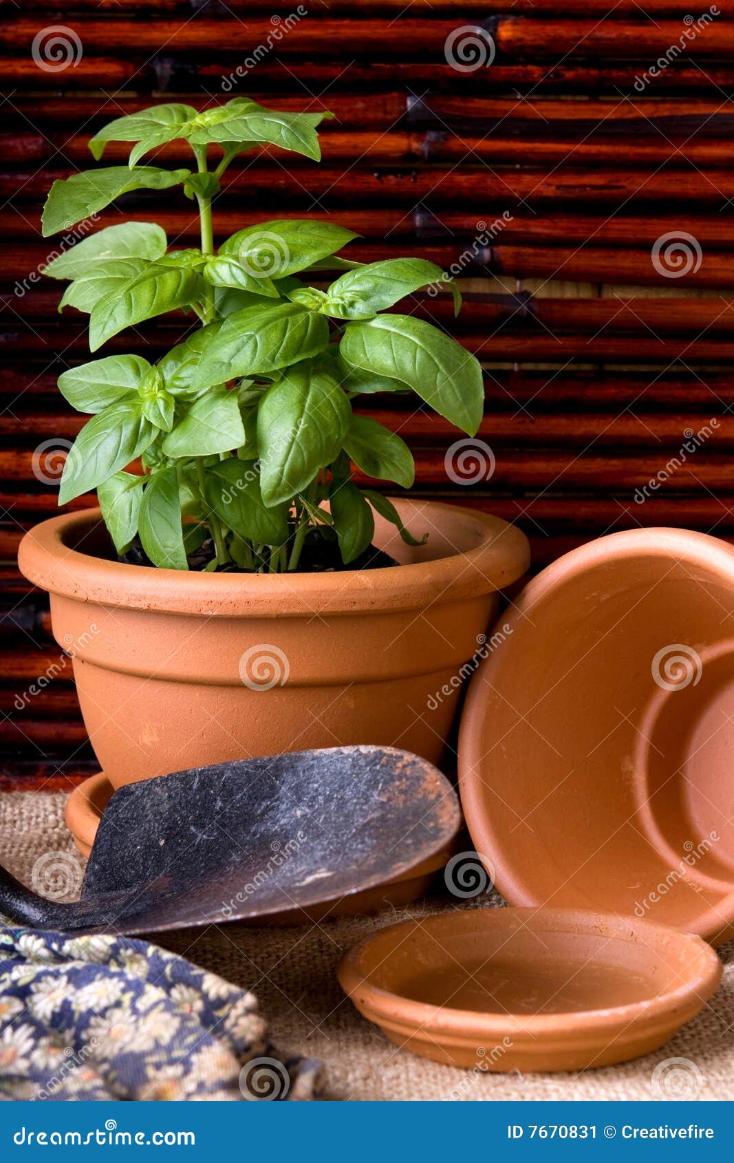 Basil Herbs in Terracotta Pot Stock Image Image of soil, pots 7670831