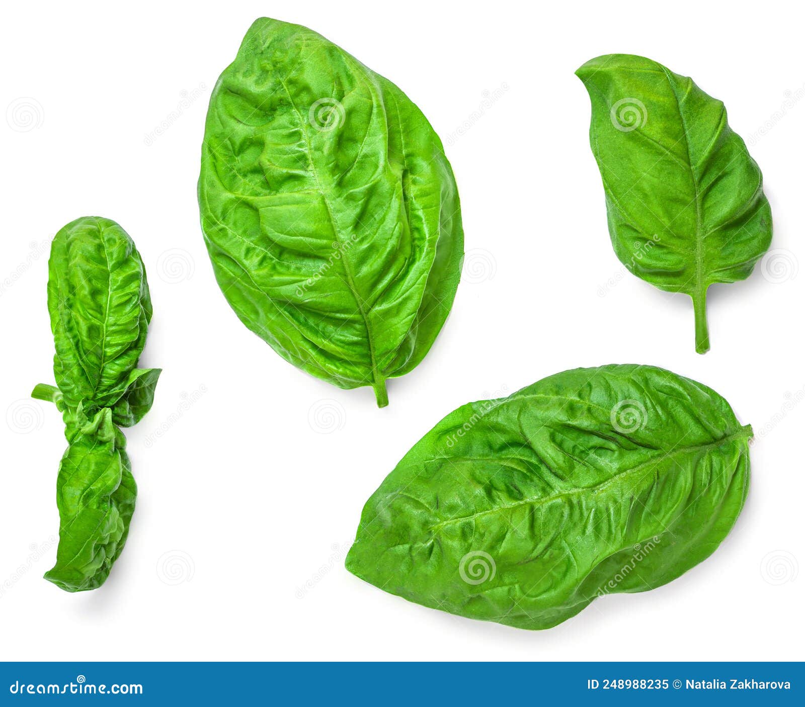Basil Isolated. Basil Leaf on White Background. Basil Leaves Basic
