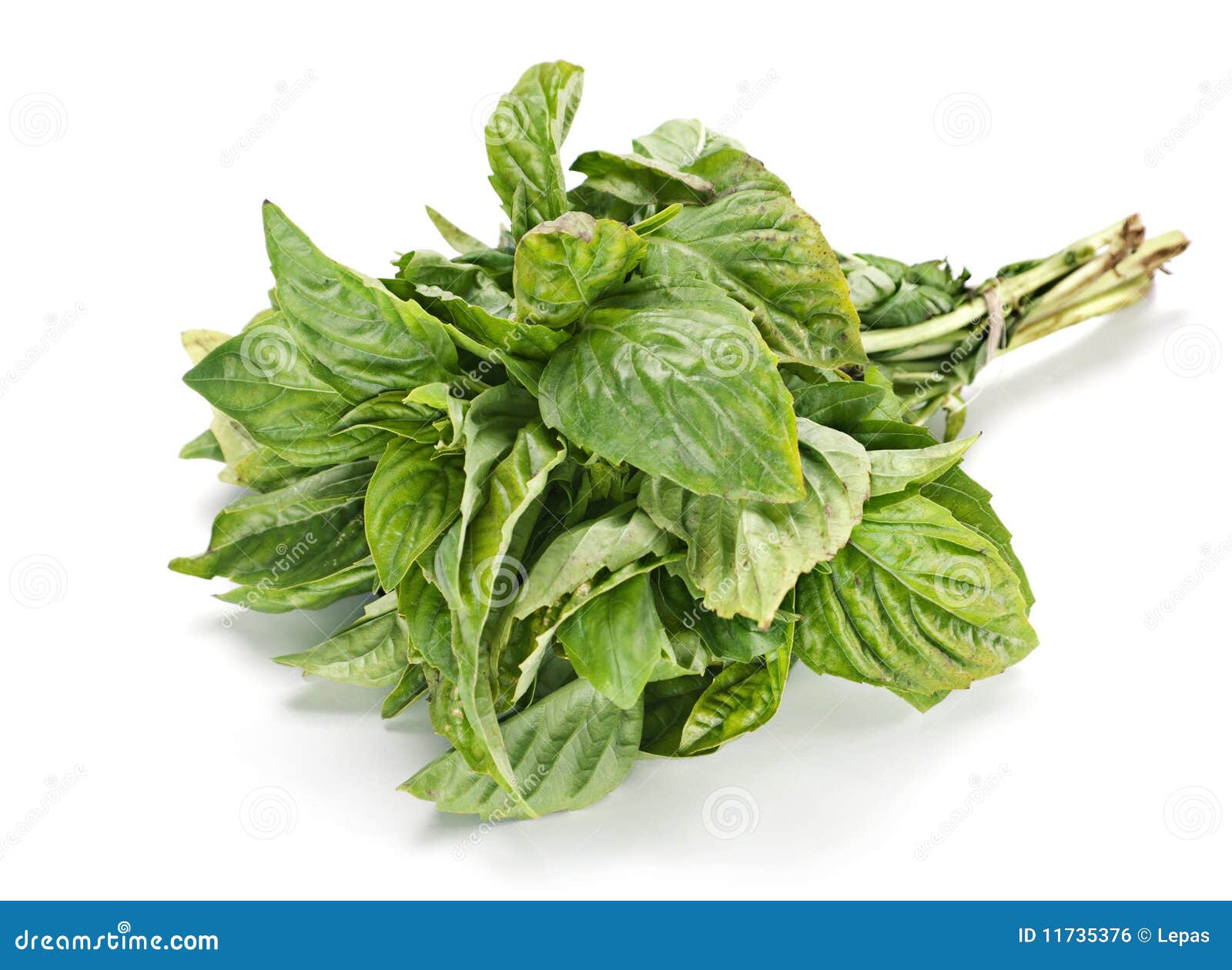 Basil leaf stock photo. Image of fresh, basil, herb, white 11735376