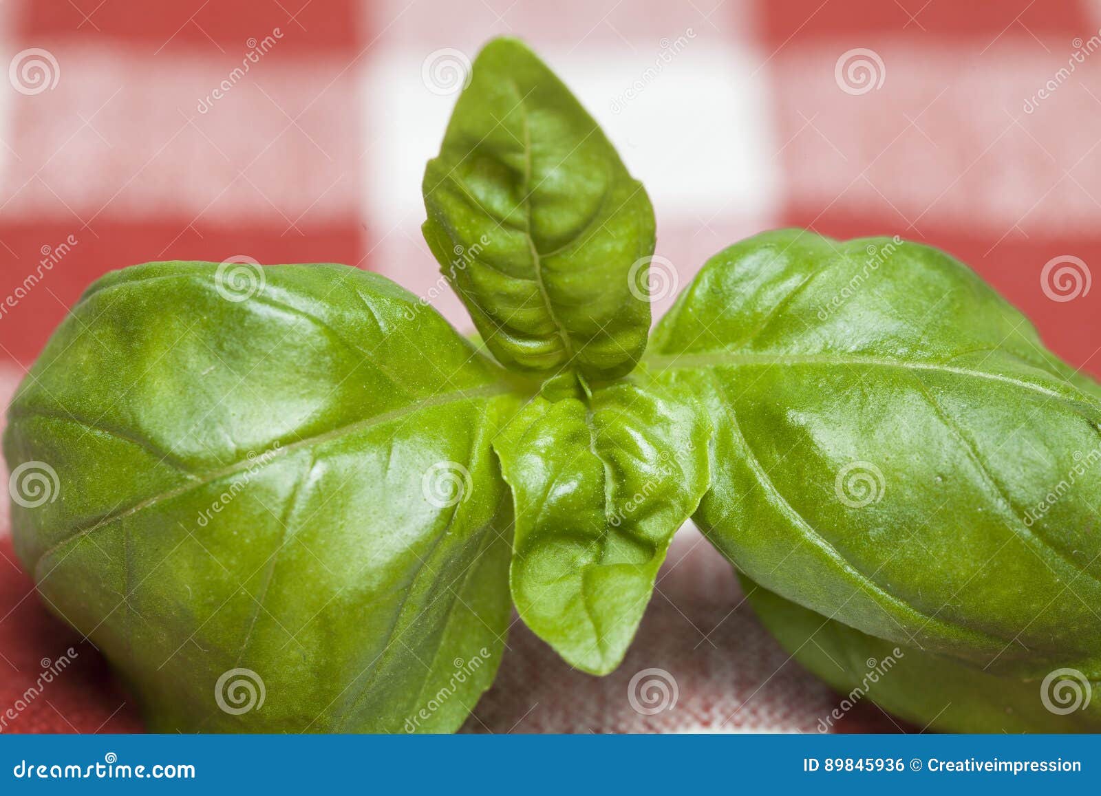 Basil leaf stock photo. Image of pizza, green, leaf, close 89845936