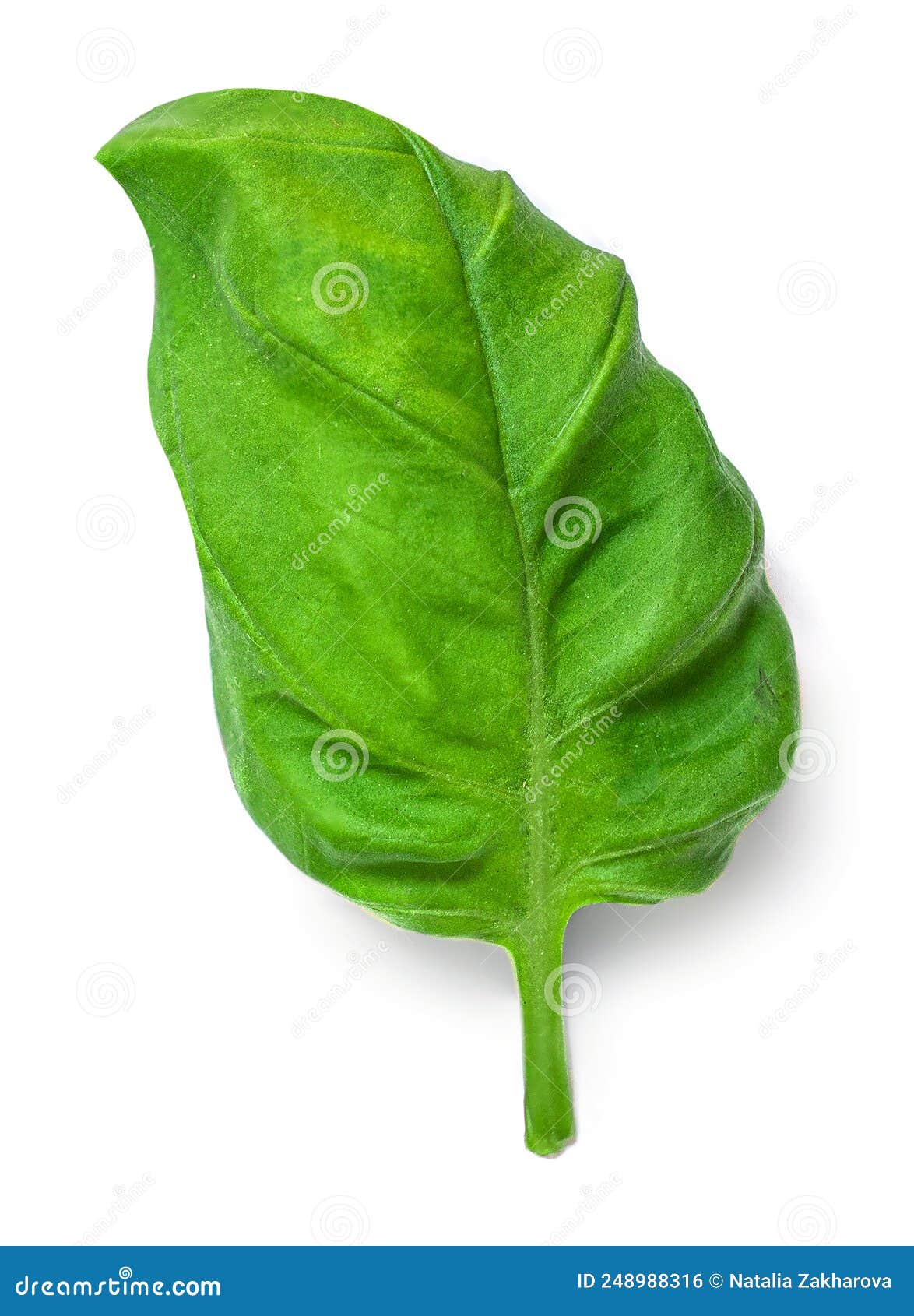 Basil Leaf Isolated on White Background. Basil Leaves for Pesto Sauce Stock Photo Image of