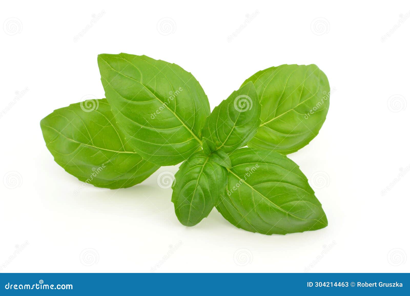Basil leaf stock image. Image of neutral, shrub, food 304214463