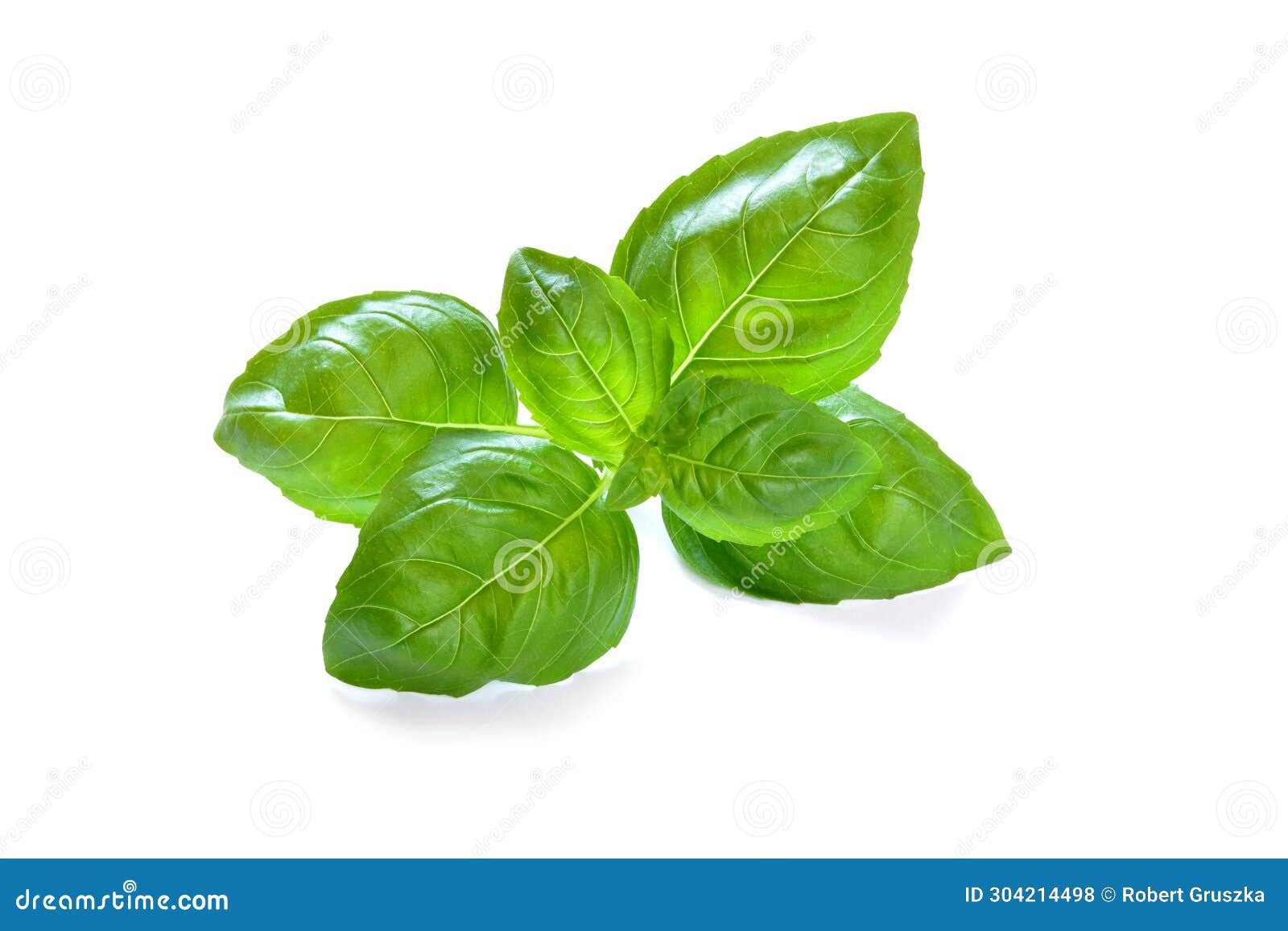 Basil leaf stock photo. Image of shrub, food, white 304214498