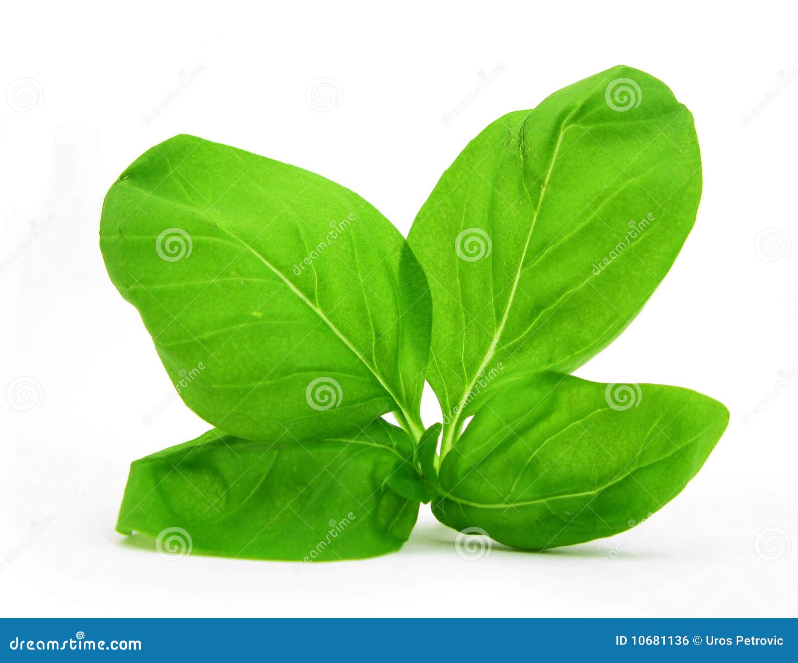 Basil leaves stock photo. Image of fragrance, herbs, white 10681136