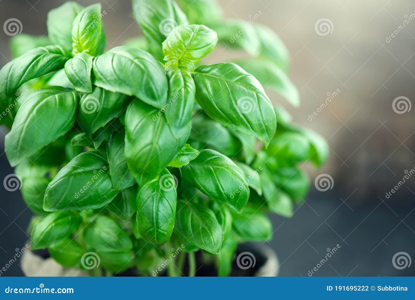 basil leaves in a bowl on dark rustic wooden table green flavoring outdoor. fresh basil. nature healthy. condiment