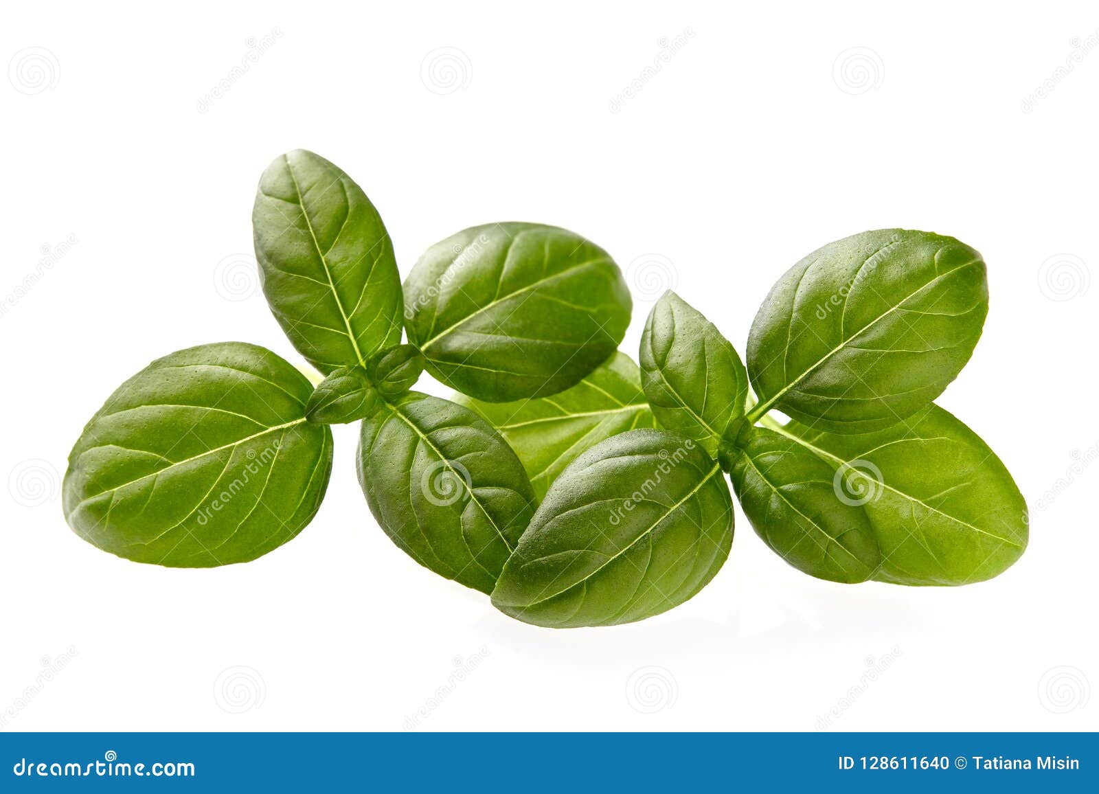 Basil Leaves in Closeup on White Background Stock Photo Image of