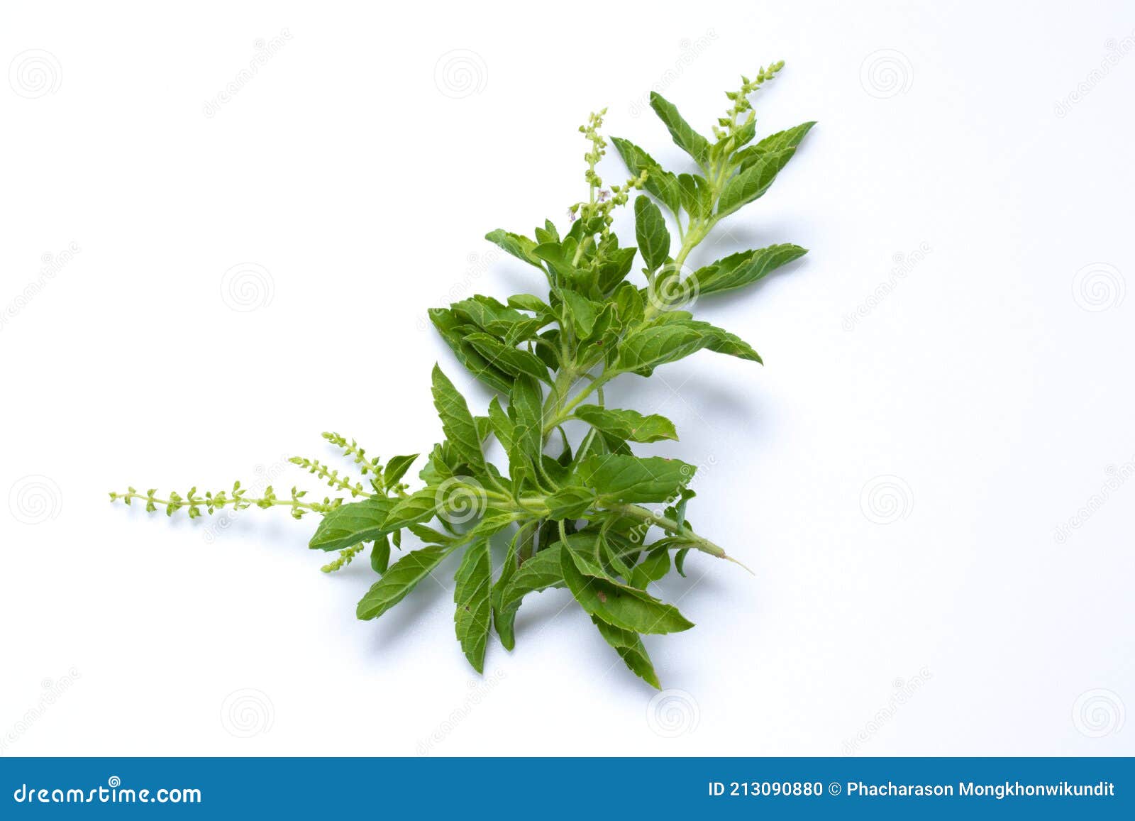 basil leaves on a white background