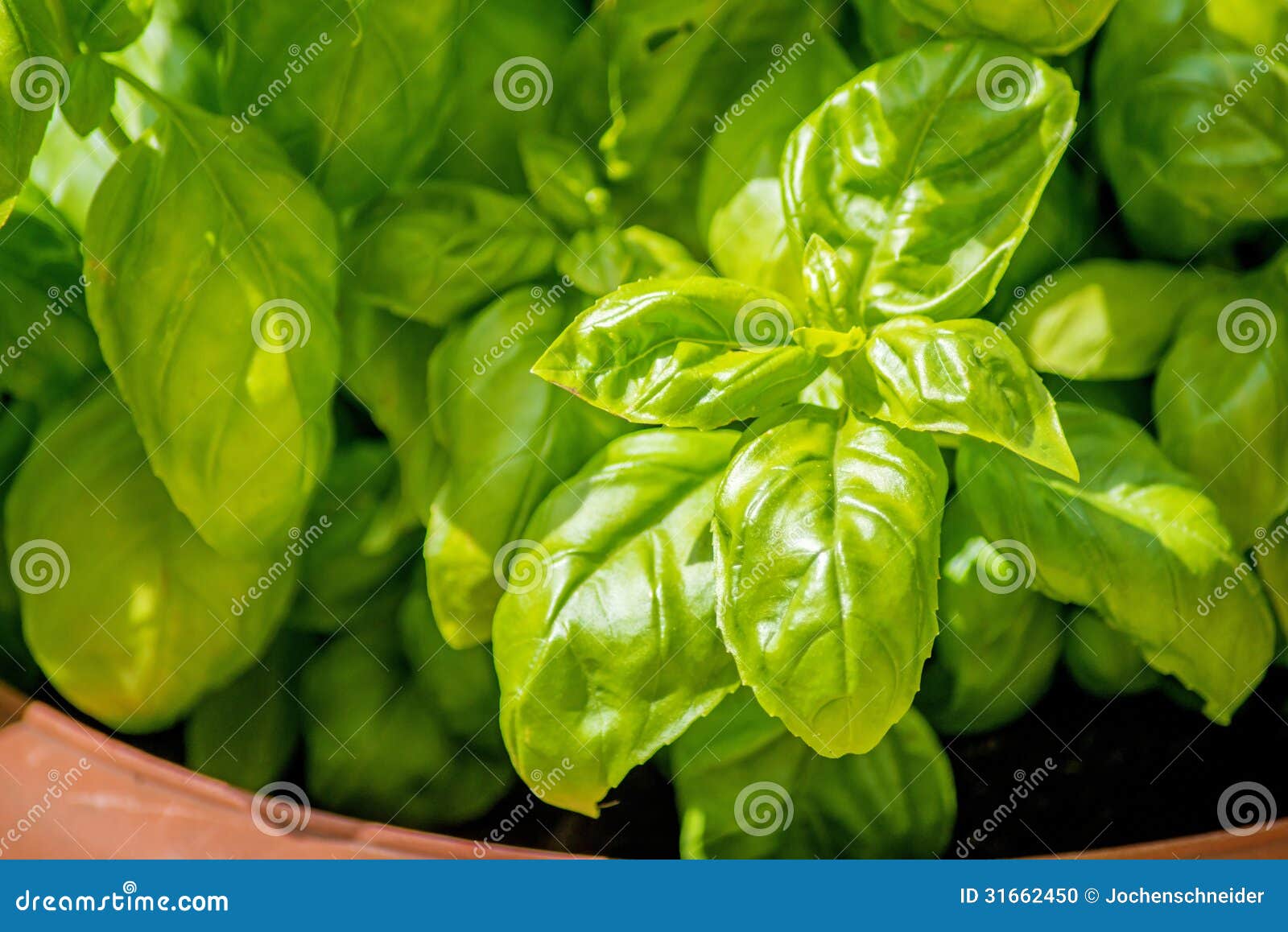 Basil stock photo. Image of aromatic, health, italy, agriculture 31662450