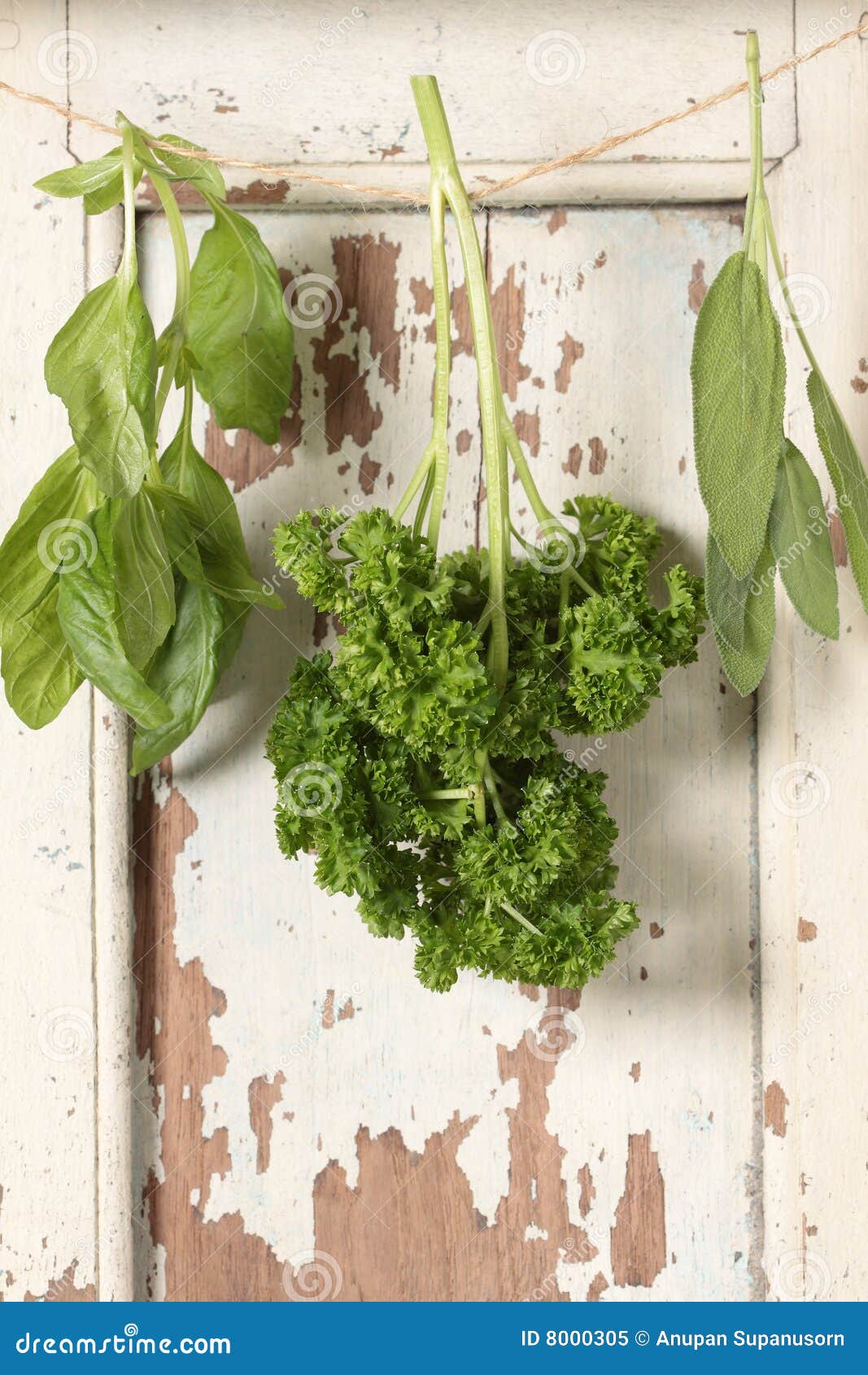 Basil parsley sage stock image. Image of herb, leave 8000305