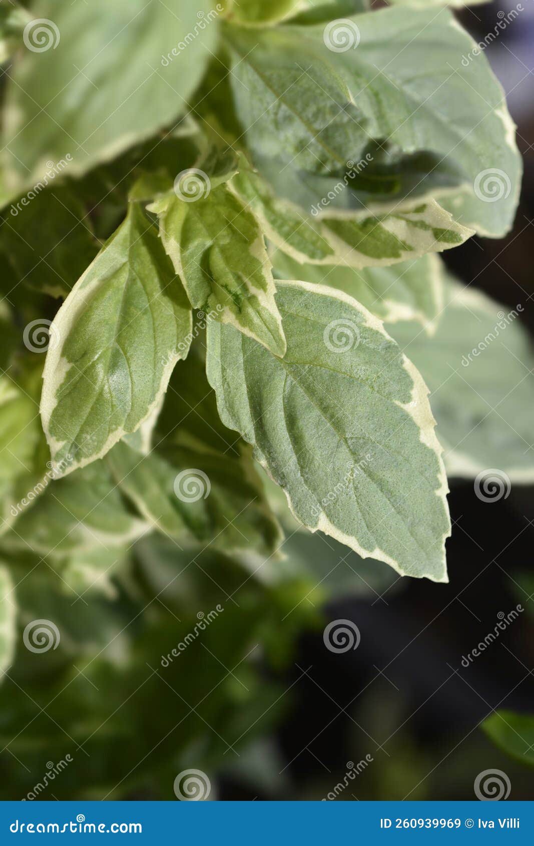 basil pesto perpetuo