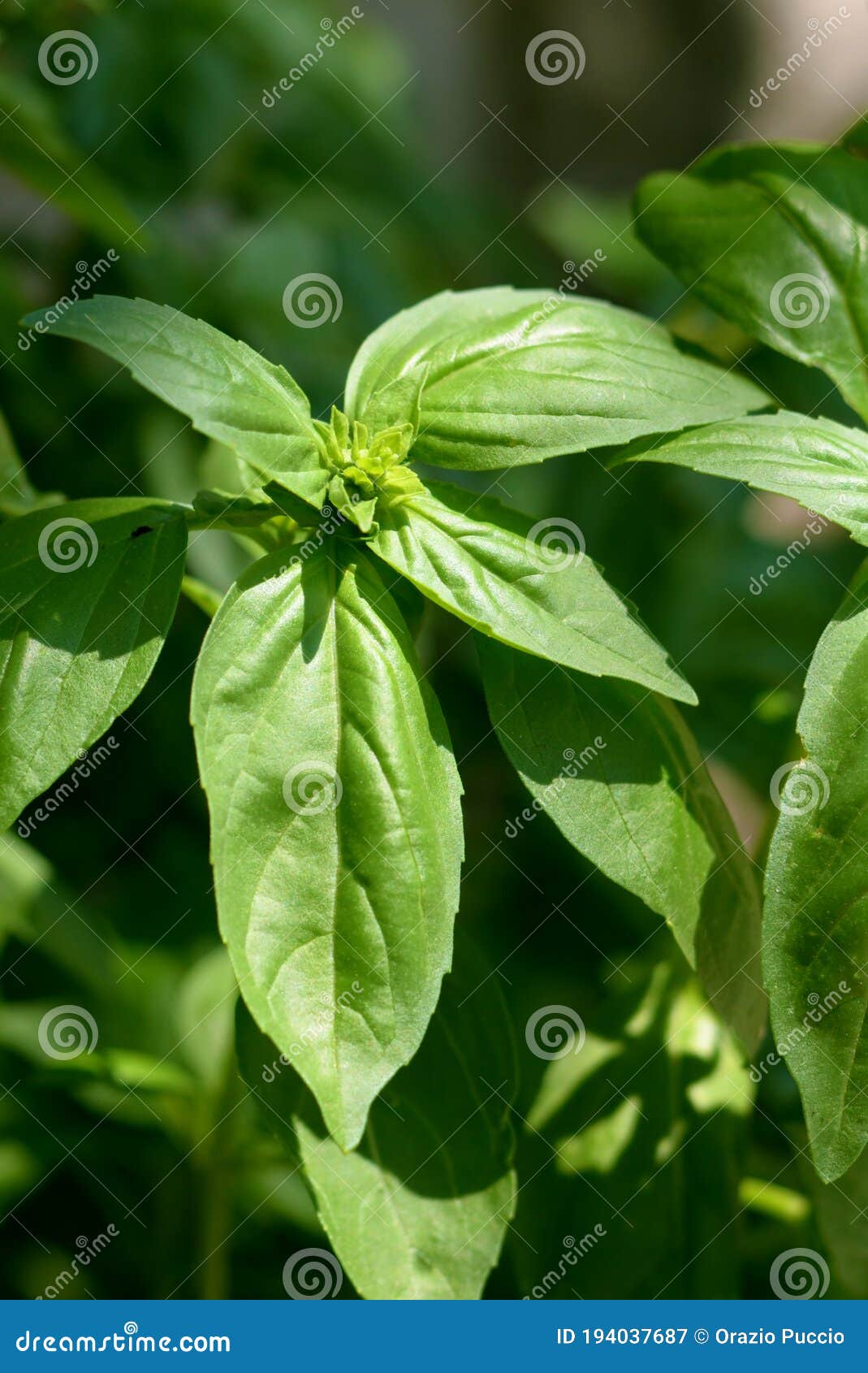 Basil plant stock image. Image of fresh, leaf, italian 194037687