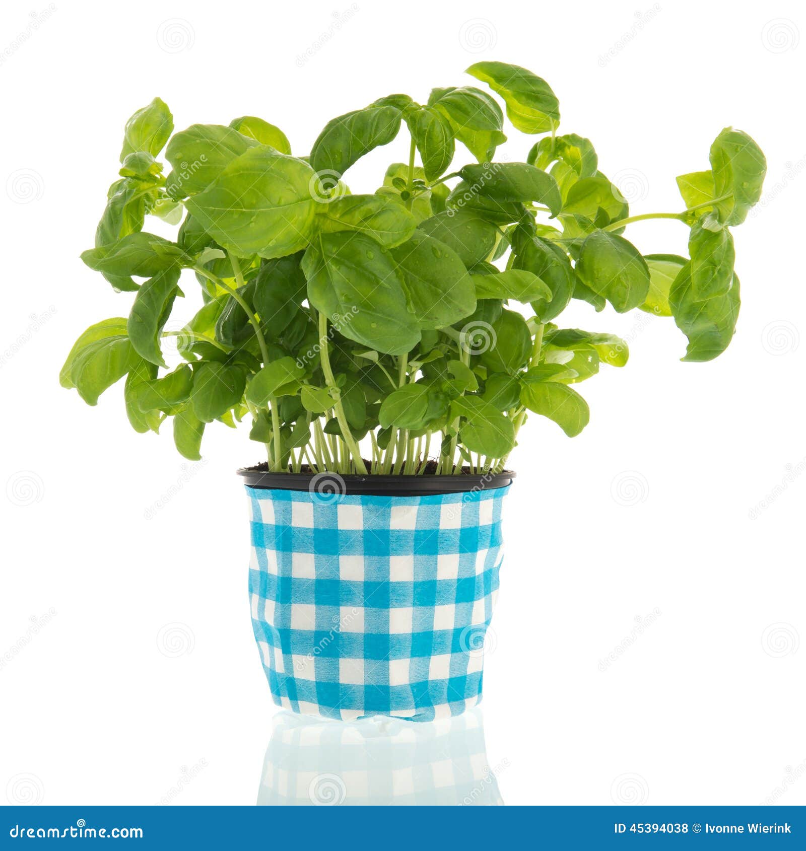 Basil plant stock photo. Image of growth, herb, spice 45394038