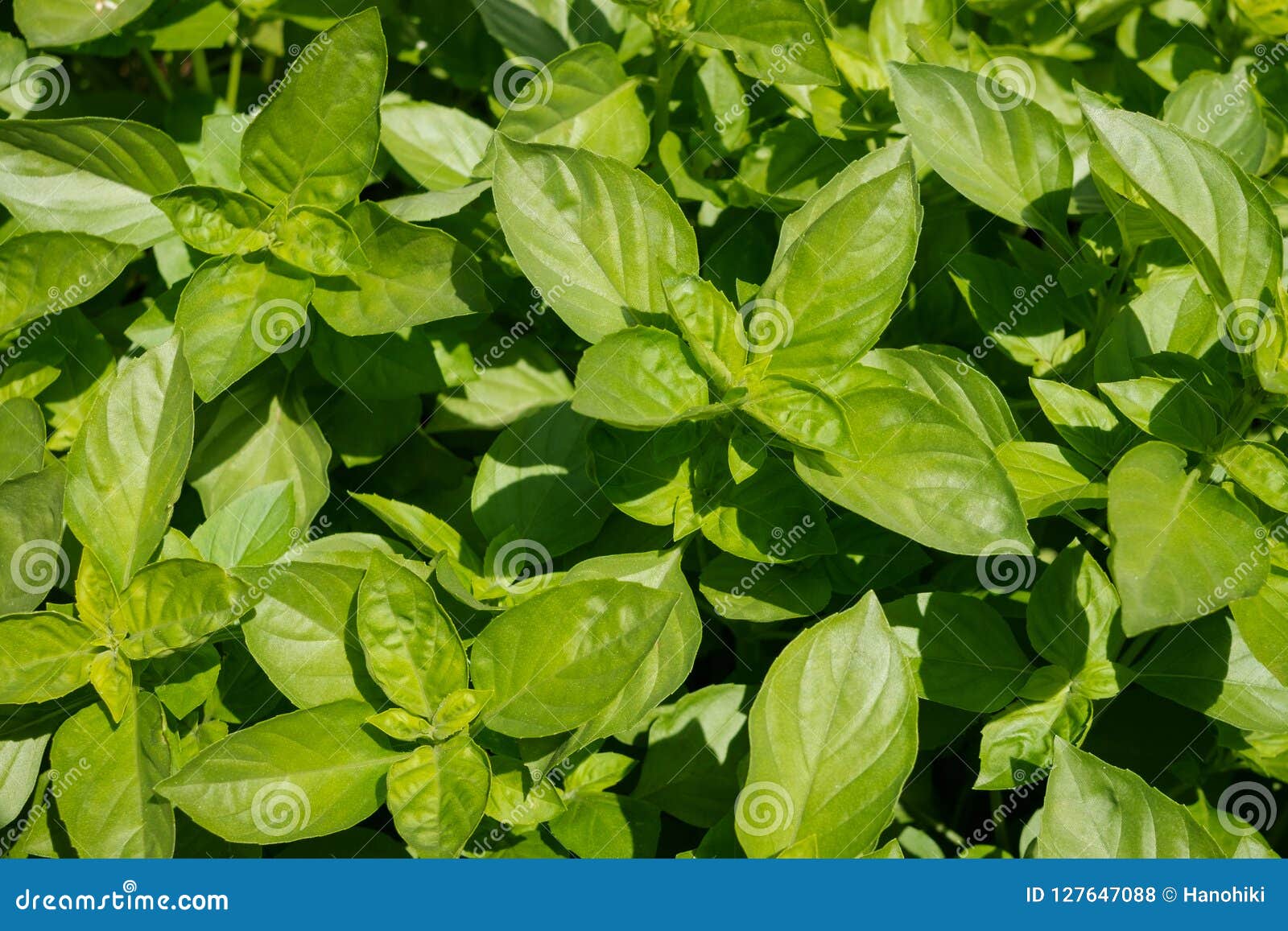 Basil Plant , Fresh Basil Plants in Garden Stock Photo Image of