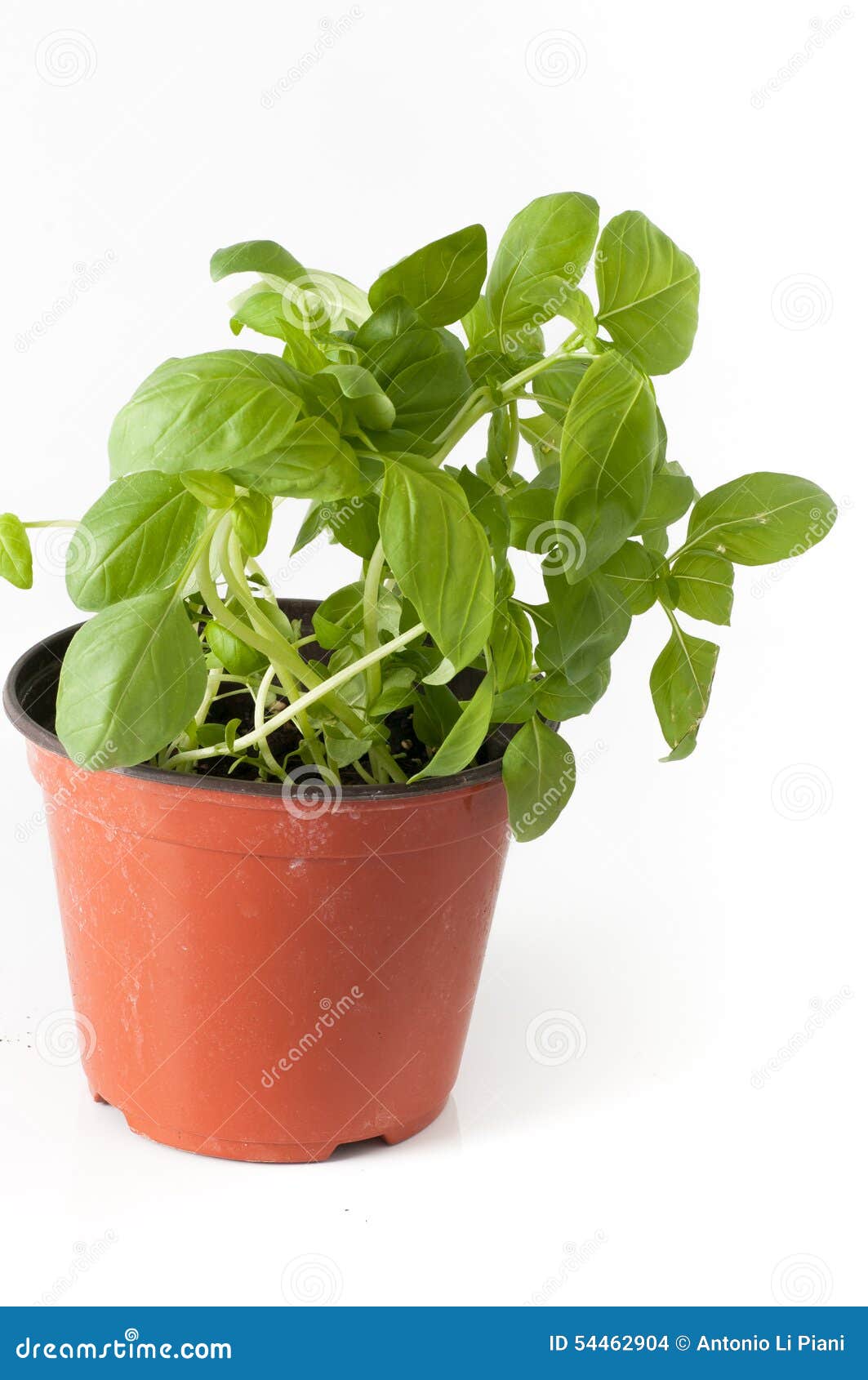 Basil Plant with Pot and Roots Stock Photo Image of agriculture