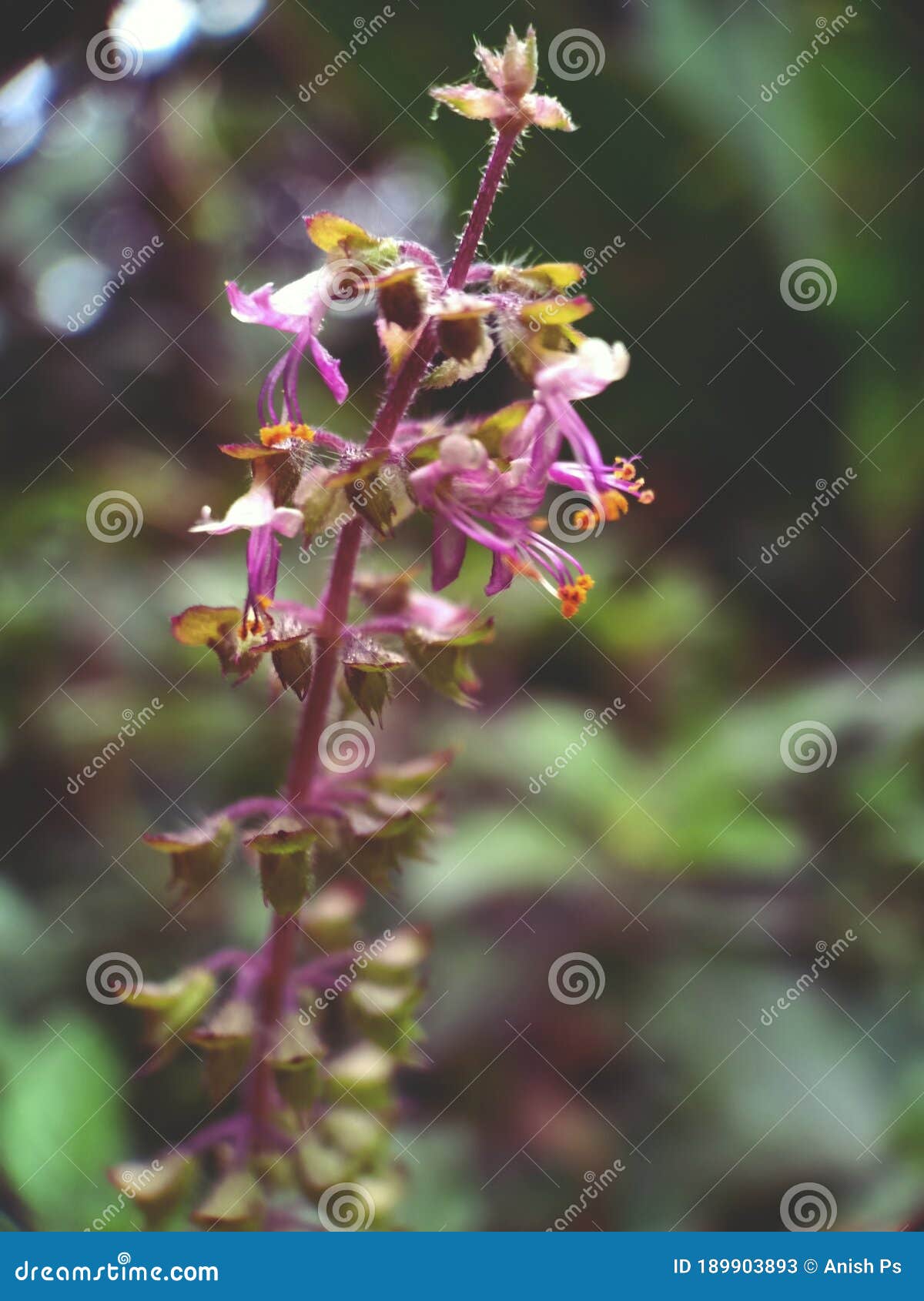Basil Plant and Purple Flower Close Up Stock Image Image of